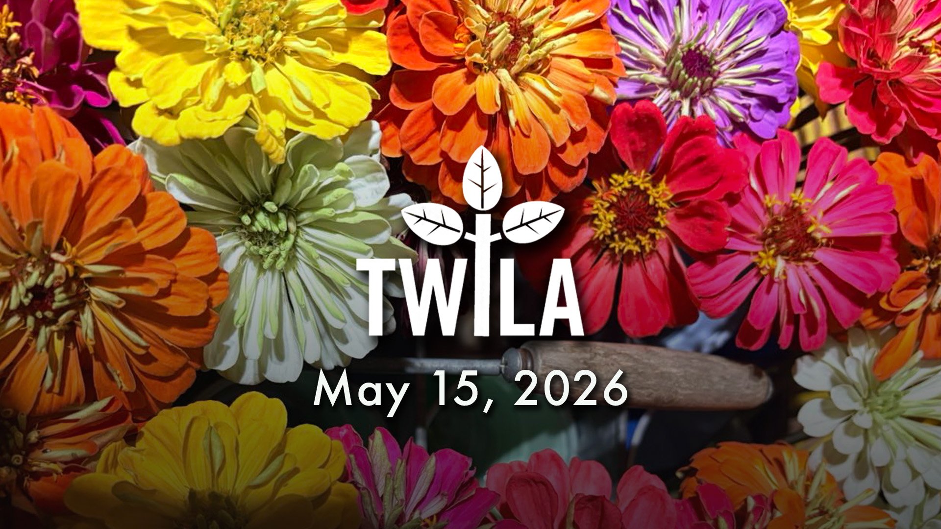 TWILA : May 15, 2026