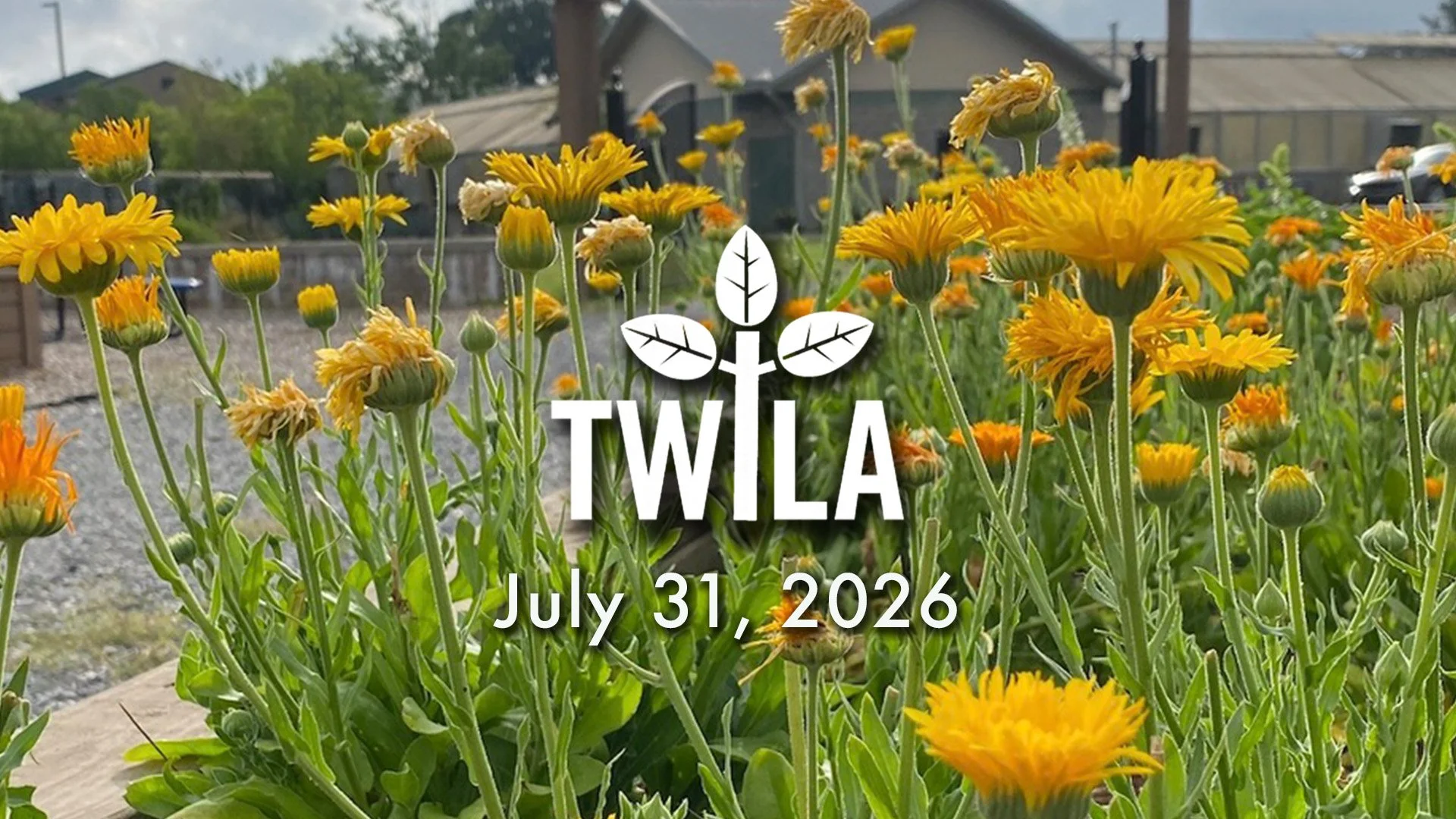 TWILA: July 31, 2026