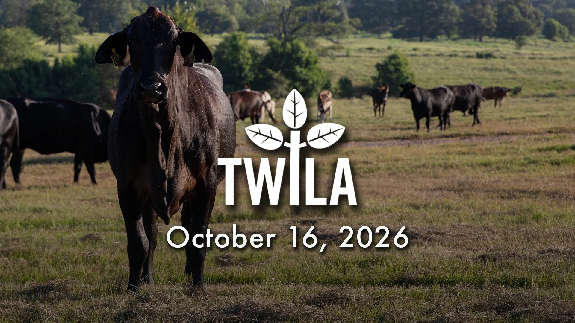 TWILA: October 16, 2026