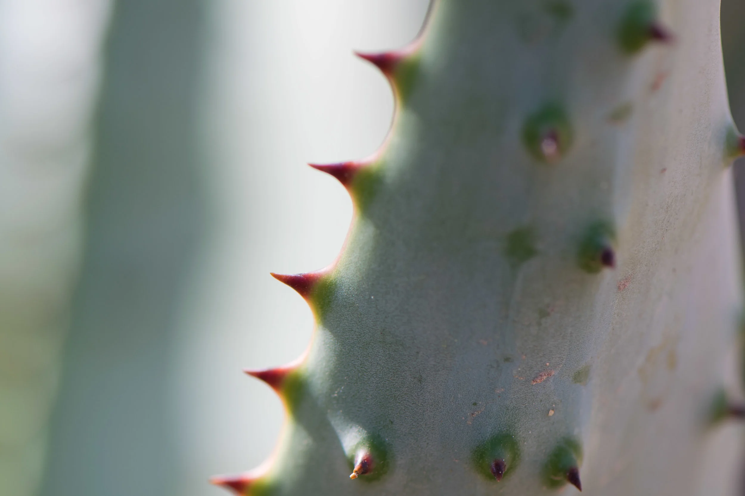 DSC_0752.jpg