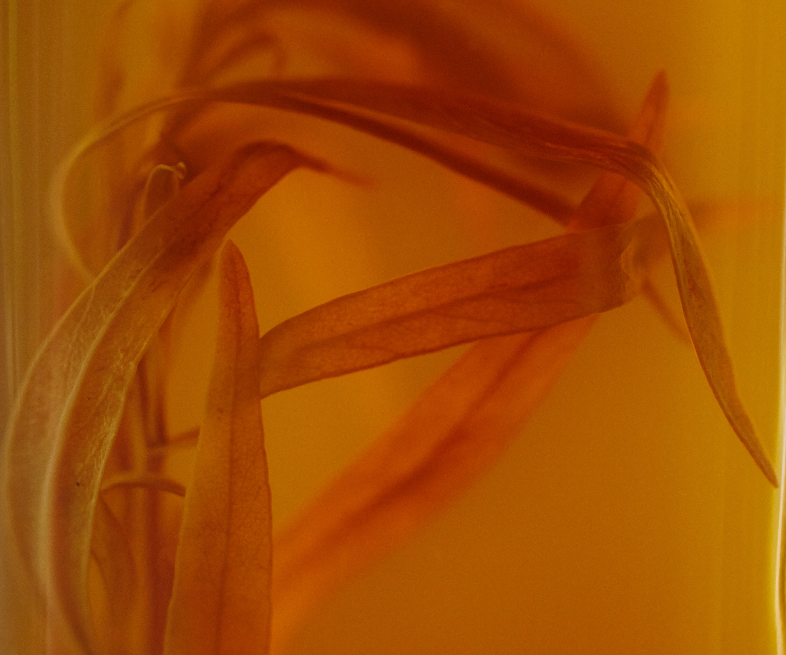 Fermentation_Art_1661.jpg