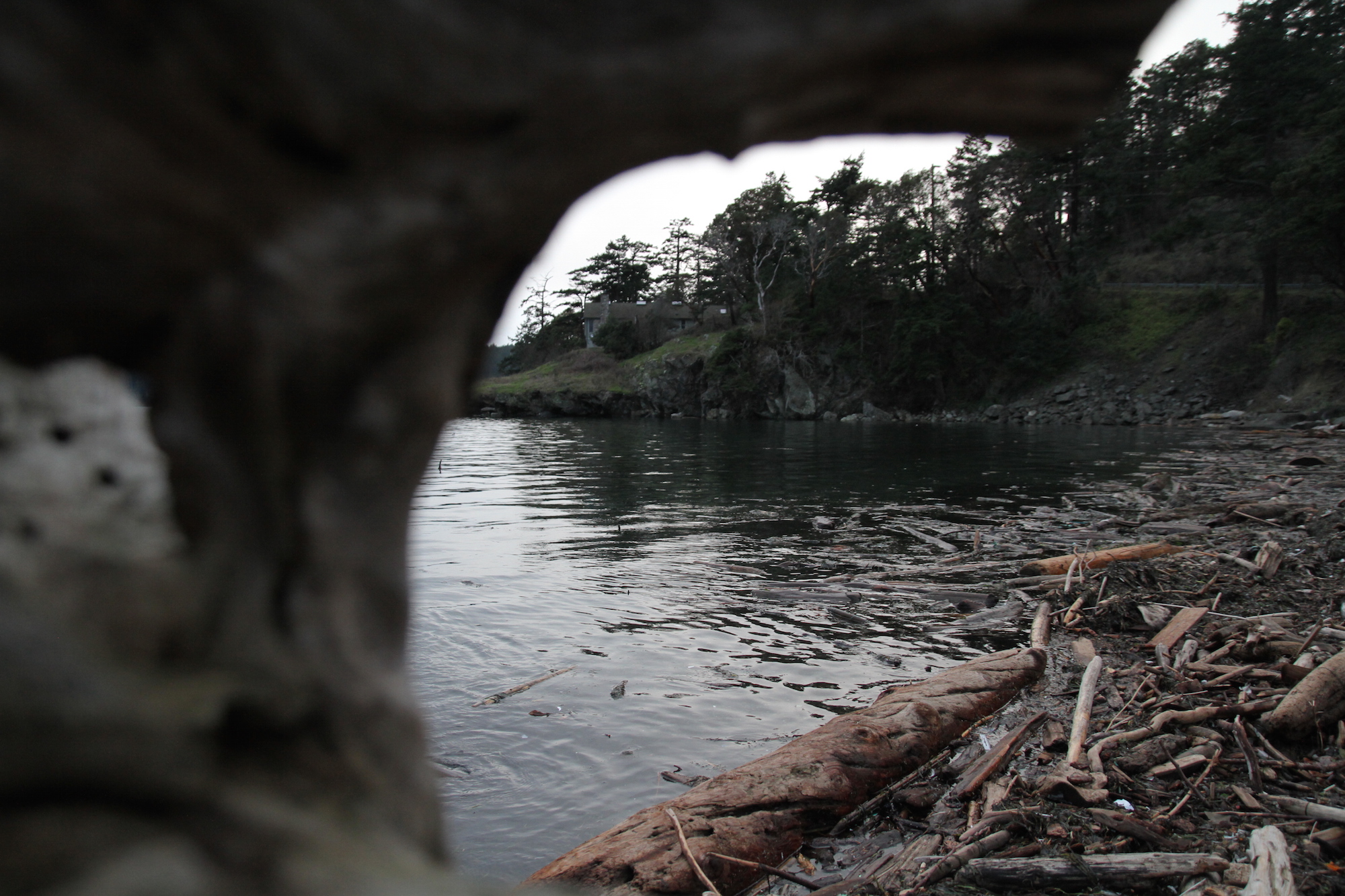 A view through the driftwood. Photo by Gray G.