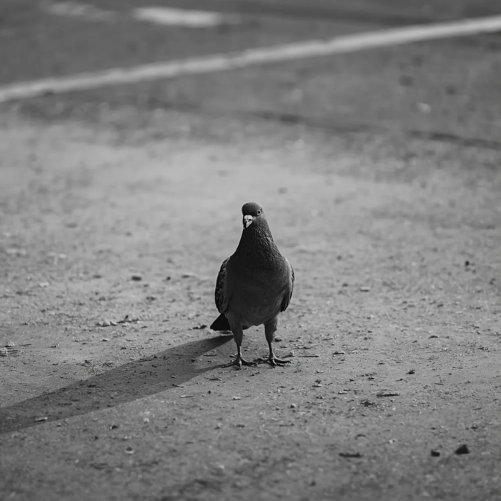 pigeon on concrete
