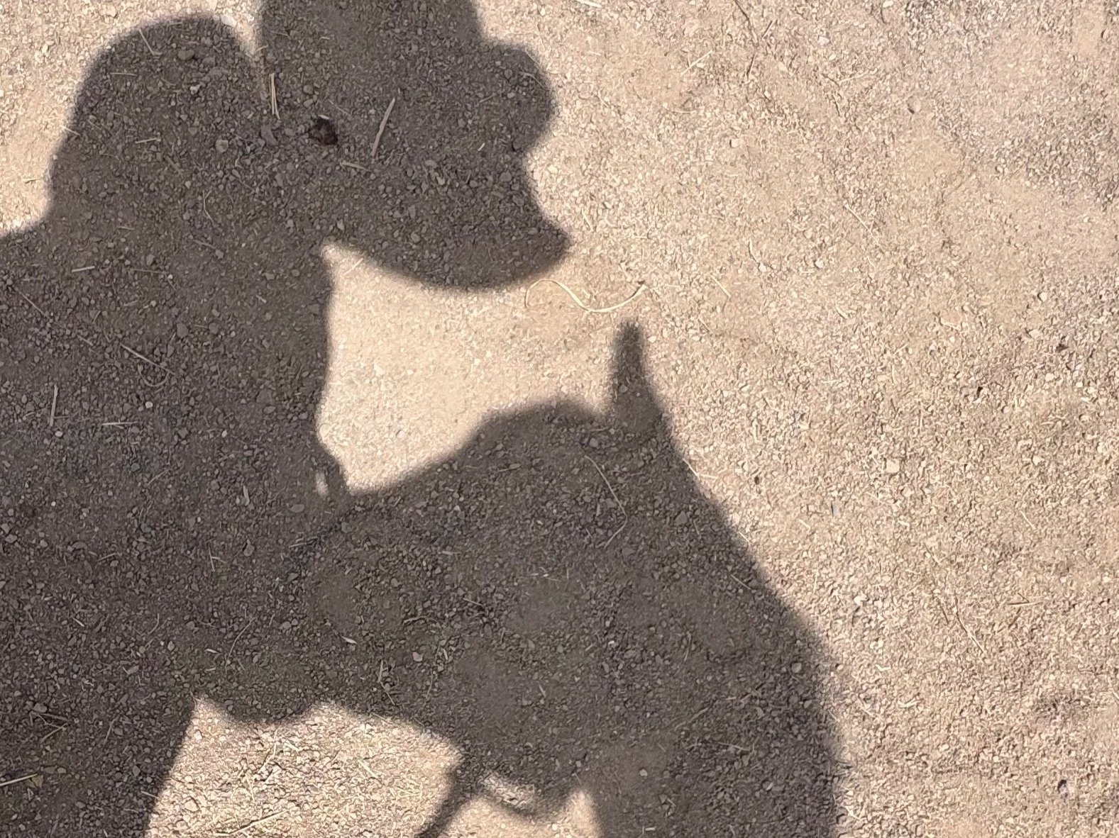 Horse Girl Summer Camp 