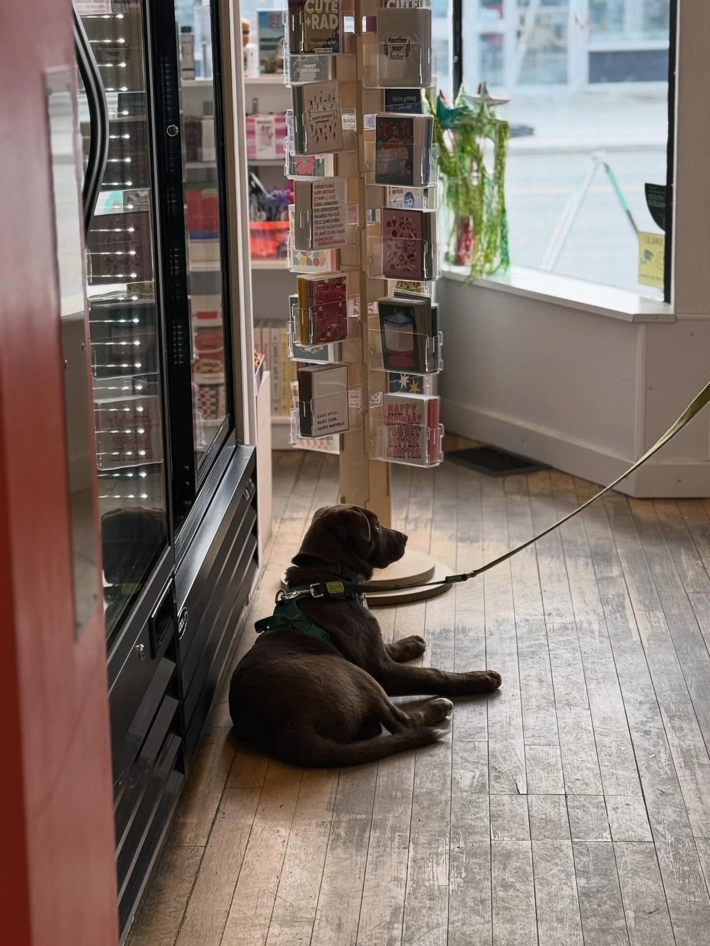 🥰🥰🥰🥰🥰🥰🥰
We&rsquo;re here 10-5 today and tomorrow if you need to take a little lie down like this good boy!