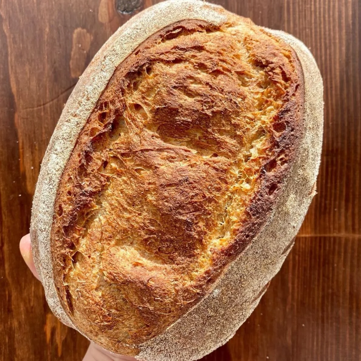 🍞🥖🍞🥖🍞🥖🍞
Looks like Gato is short staffed and won&rsquo;t be open after all today, but the great news is we&rsquo;ve got Hildegard&rsquo;s sourdough today!

Gato Sourdough and treats will be here Thursday/Friday/Satursay this week.