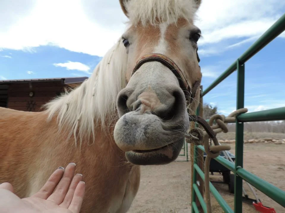 SPGSFA Horse Recipient