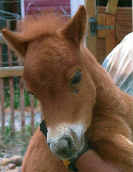 GINGER
