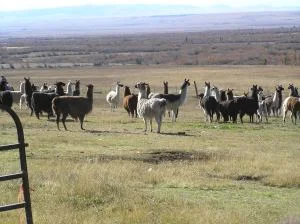 Llama Roundup