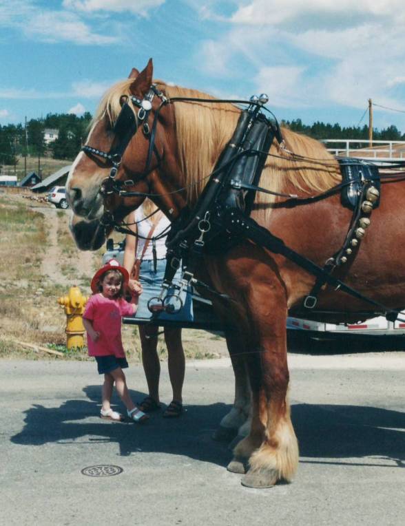 south-park-kid-belgian-horses.jpg