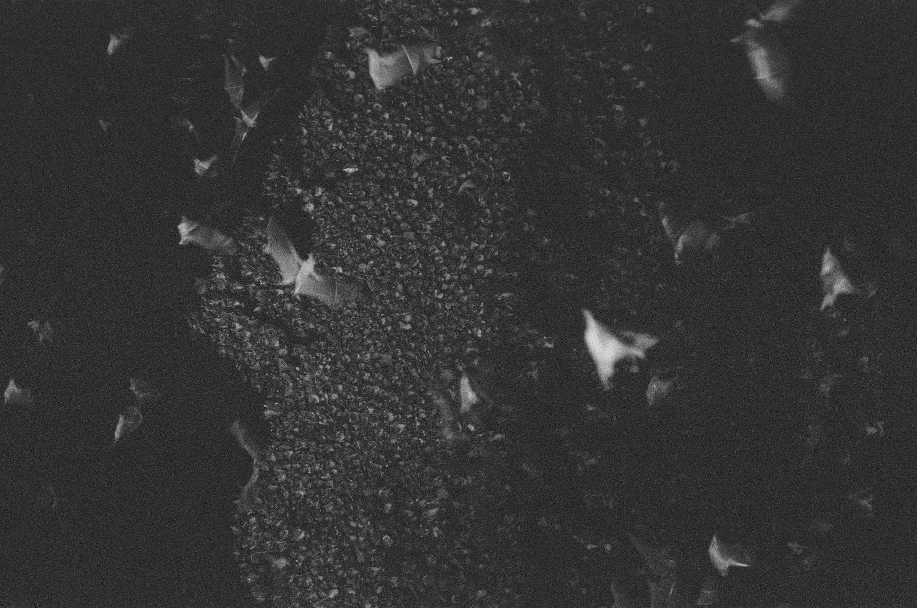 A Story About the Bats That Went to War