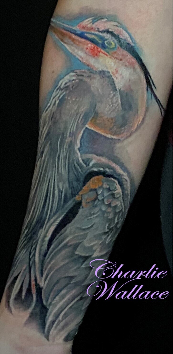 Pelican