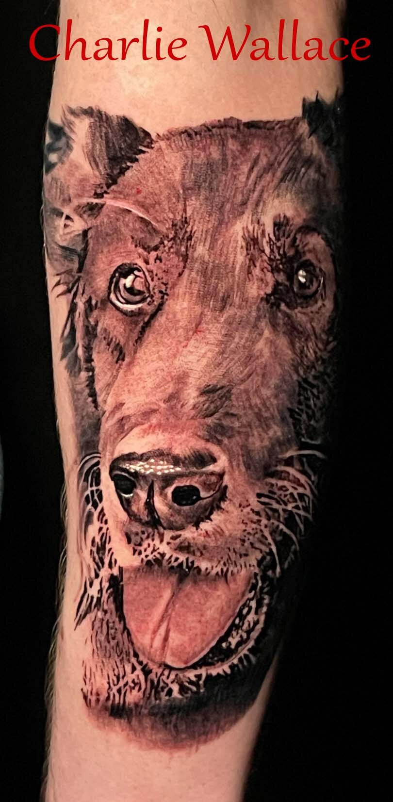 Dog Portrait
