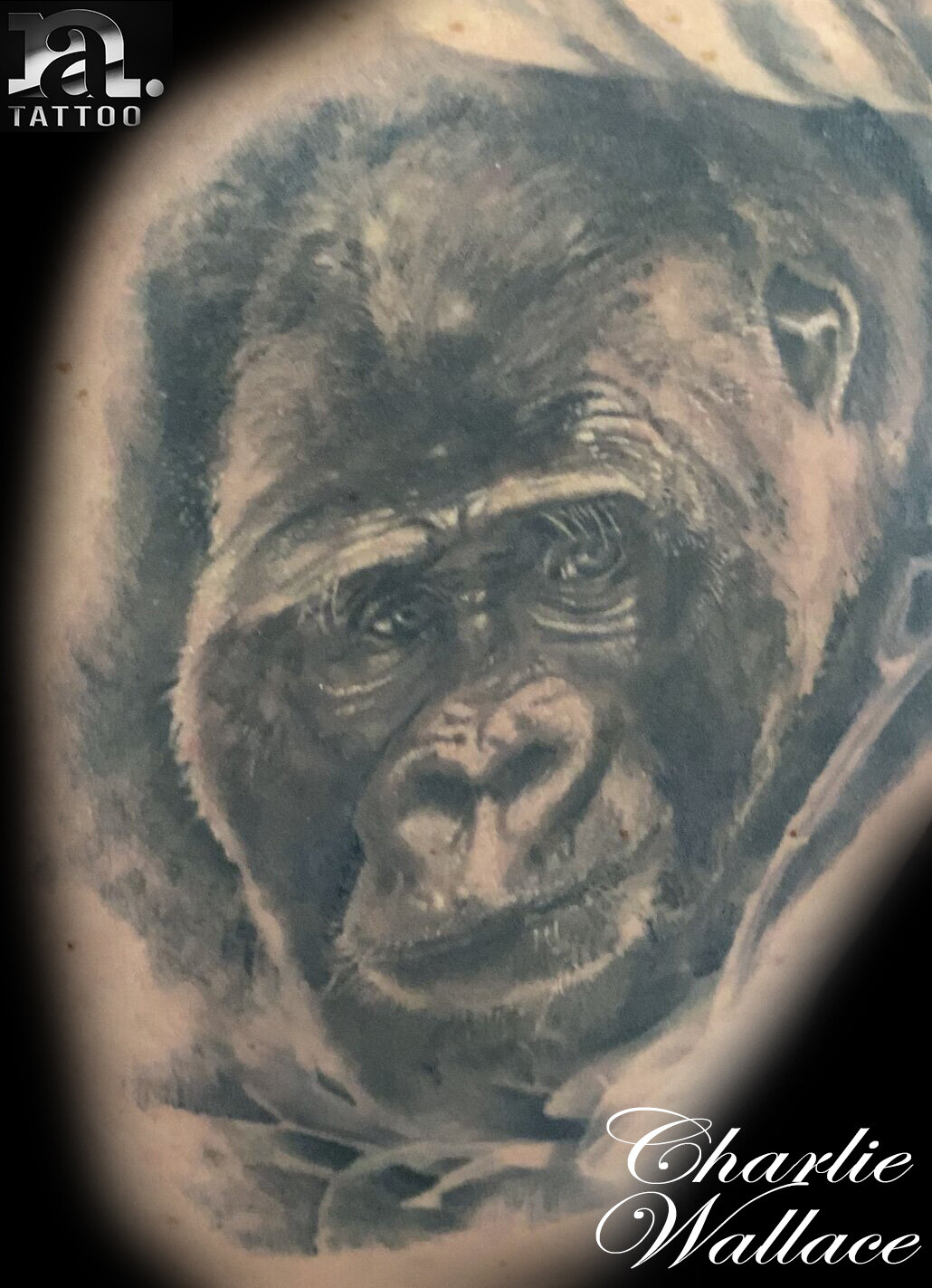 Gorilla