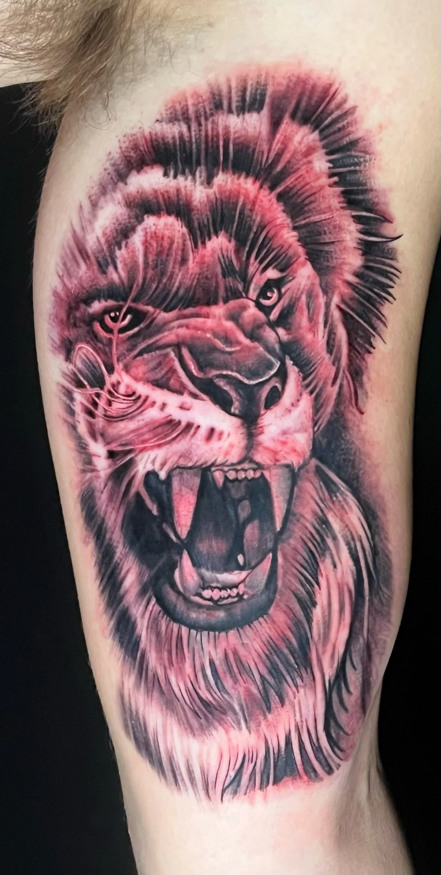 Josh Lions Roar.JPG
