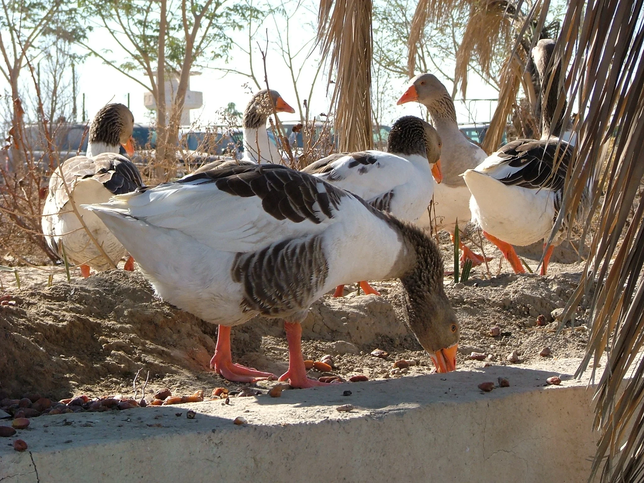 Iraq Geese Al Faw Palace Baghdad Iraq