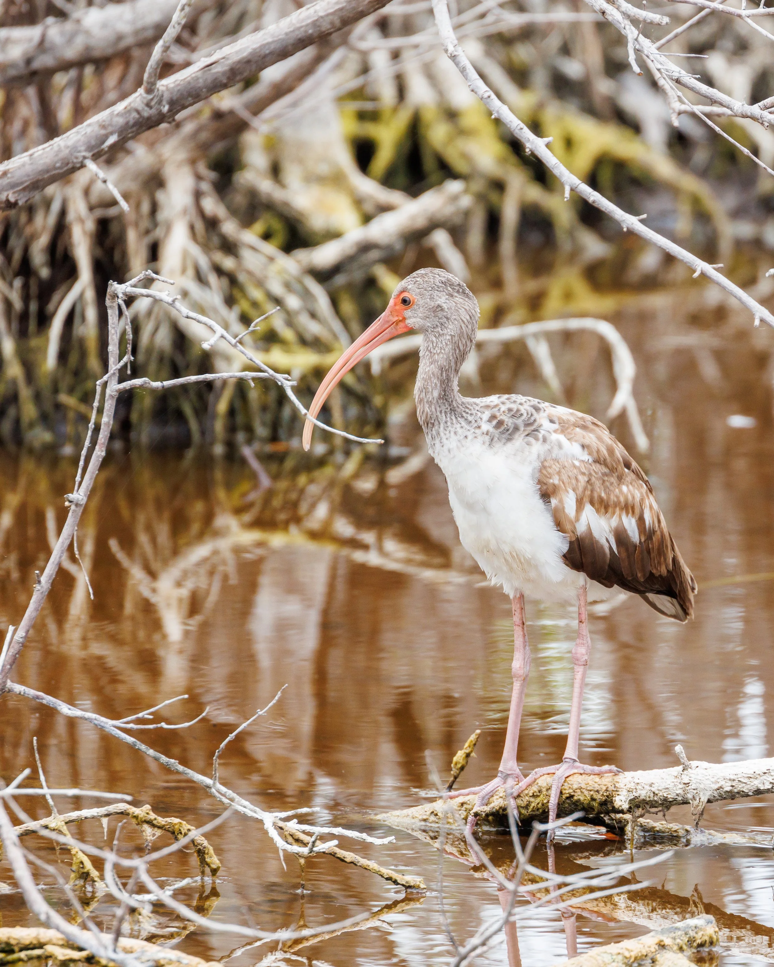 Imature American White Ibis.JPG