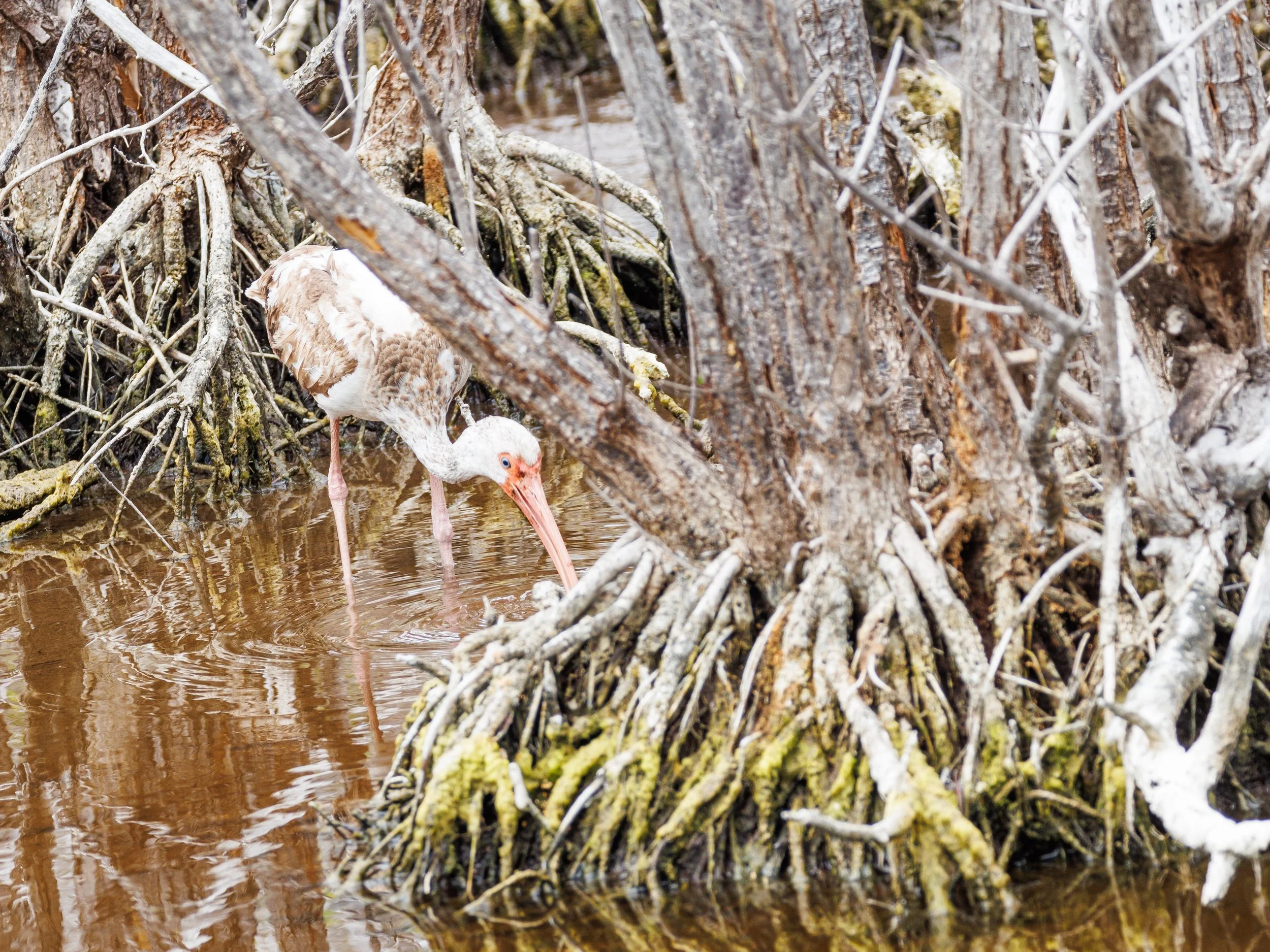 White IBis-1.JPG
