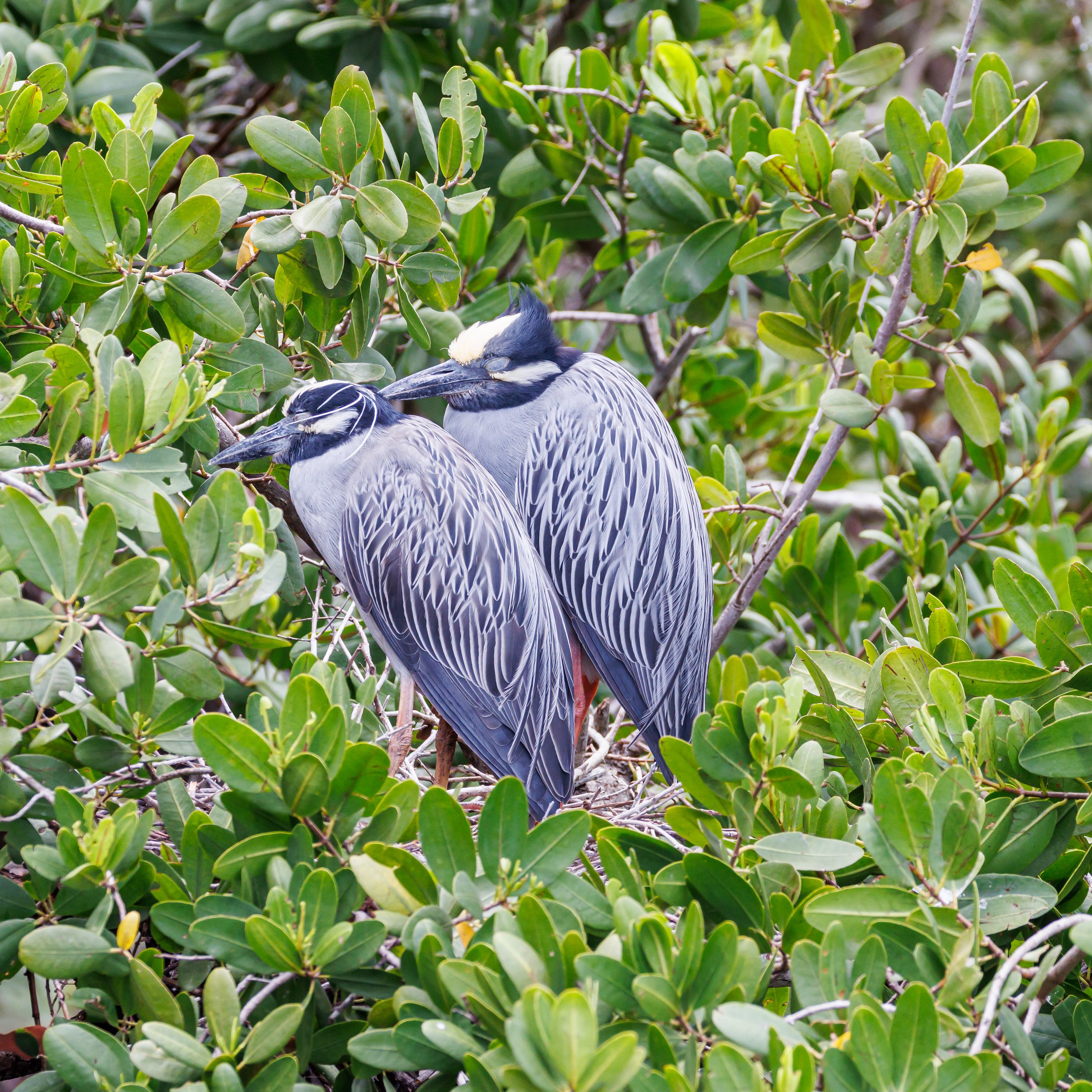 Yellow Crown Night Heron.JPG