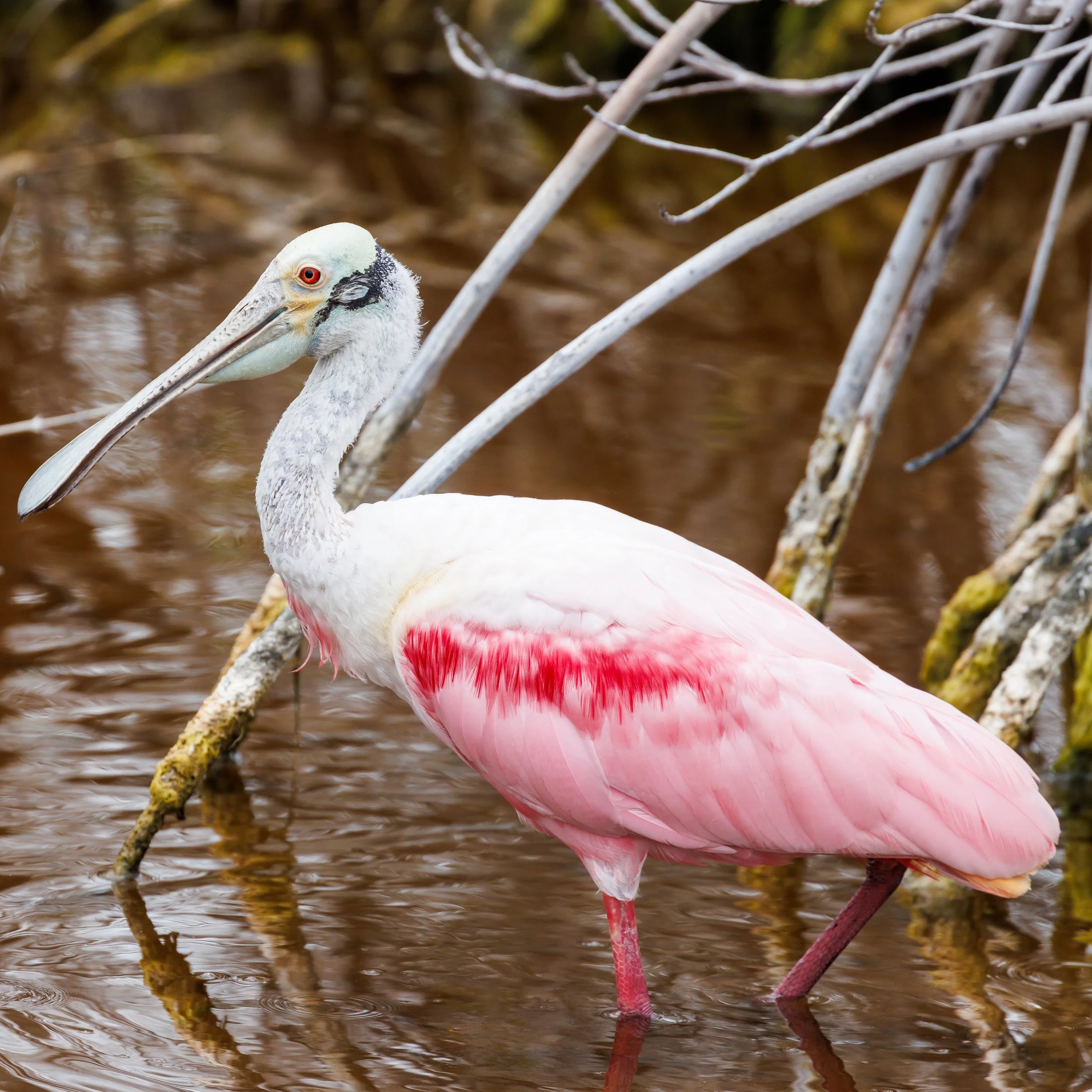 rosett Spoonbill 2-1.JPG