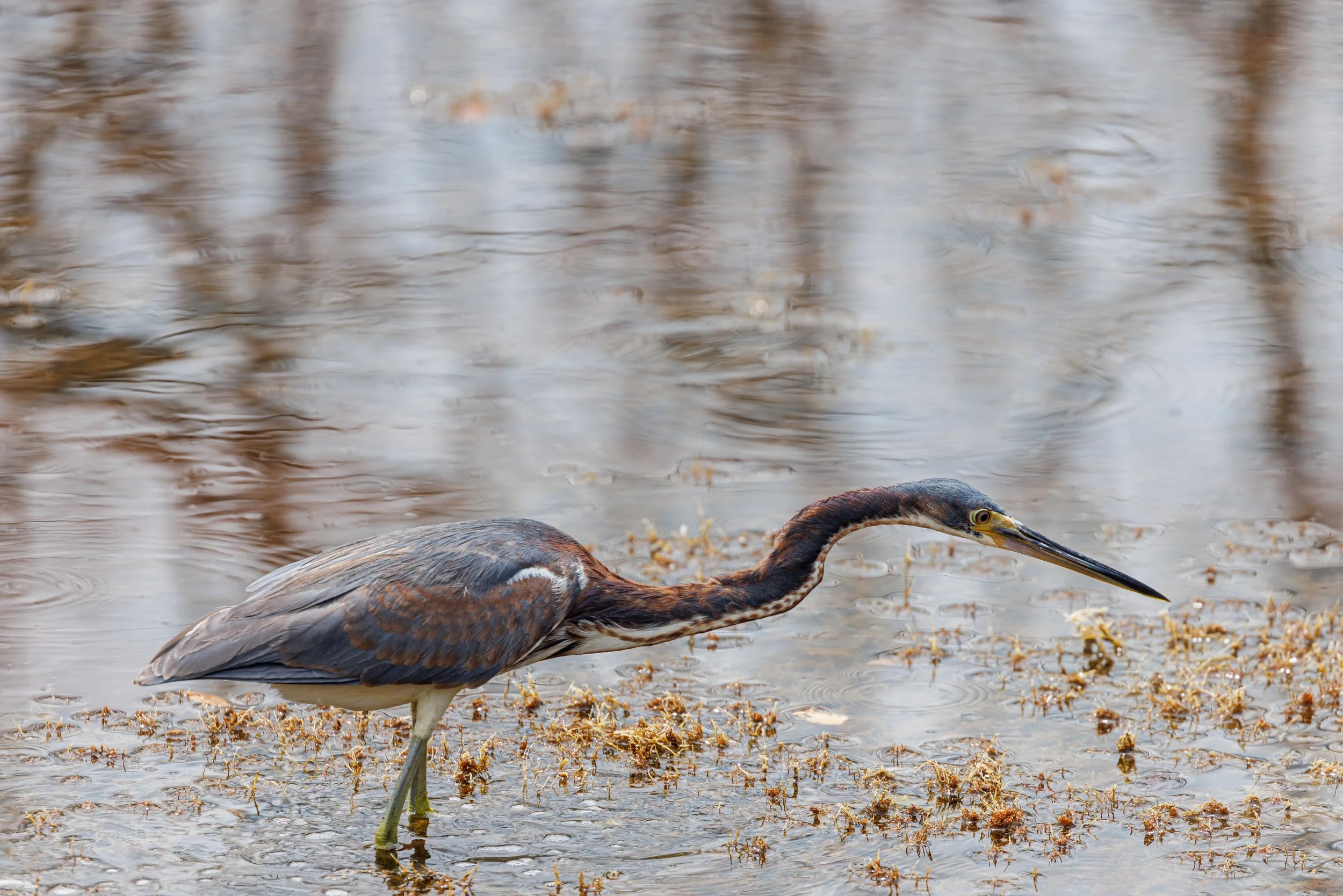 Tri color Heron-1.JPG