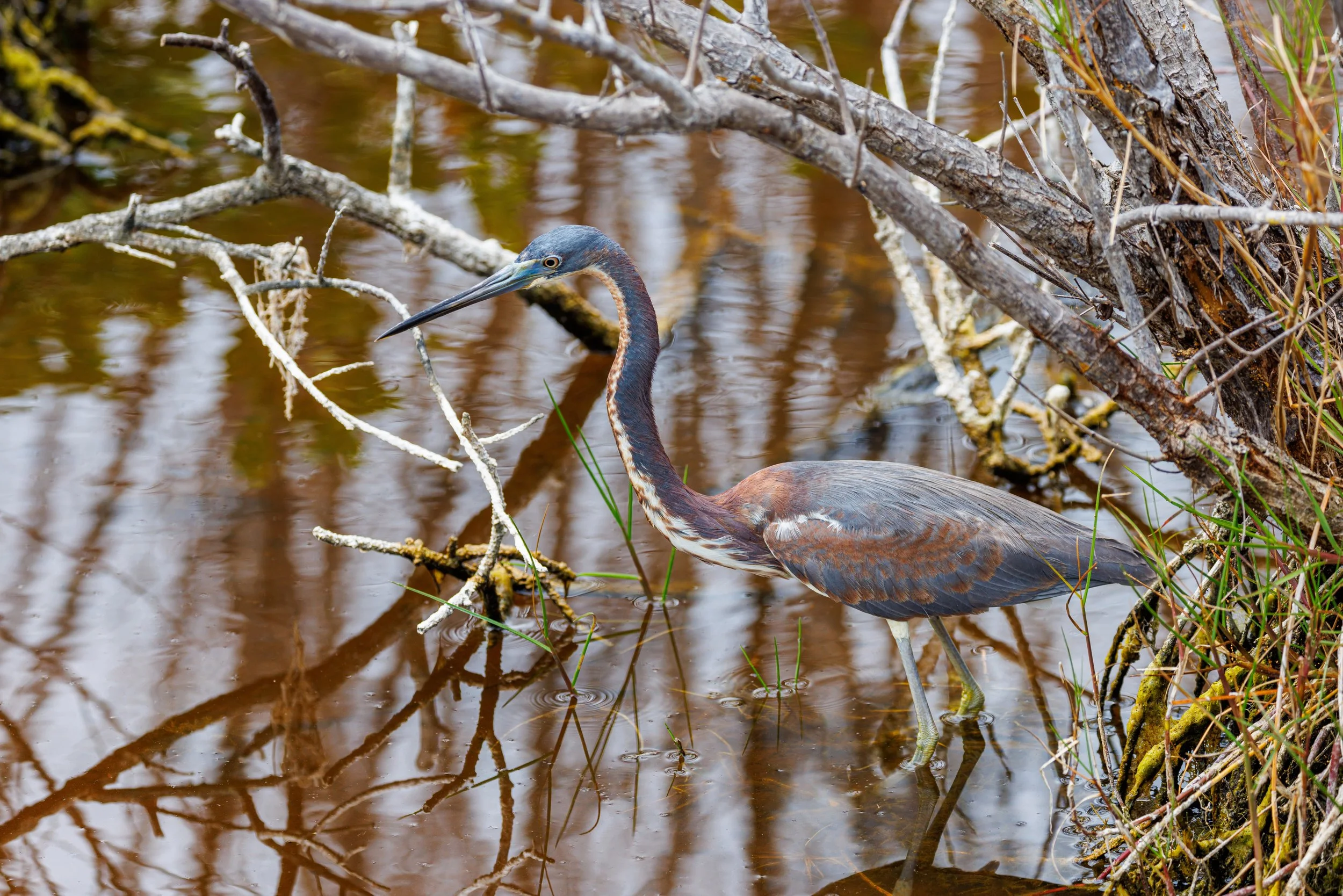Tri color Heron 2-1.JPG