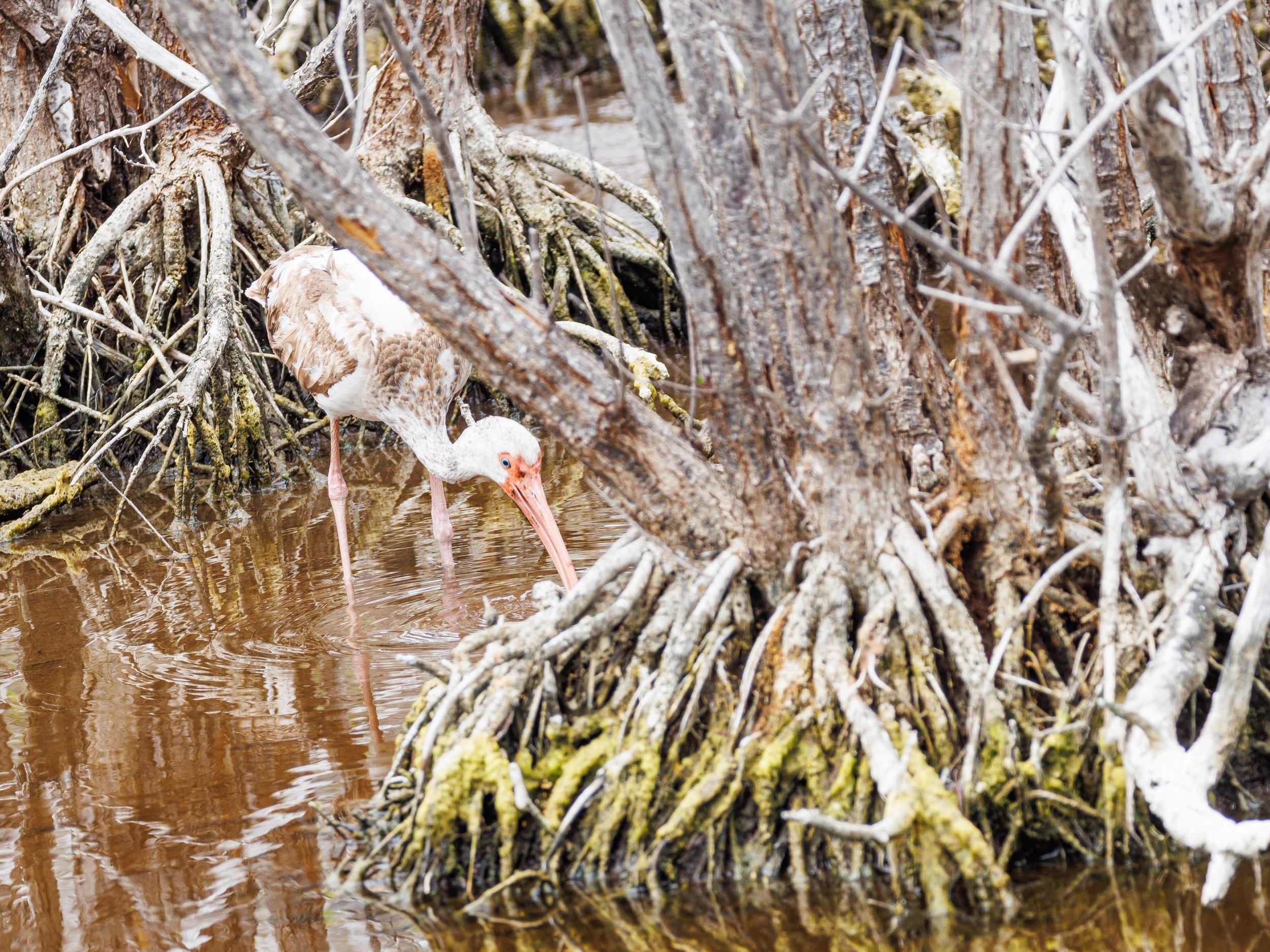White IBis-1.JPG