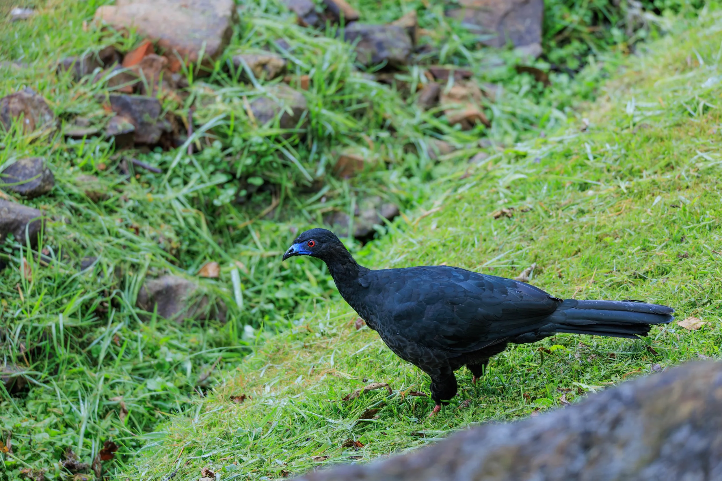 BLAck Guan 2.jpg