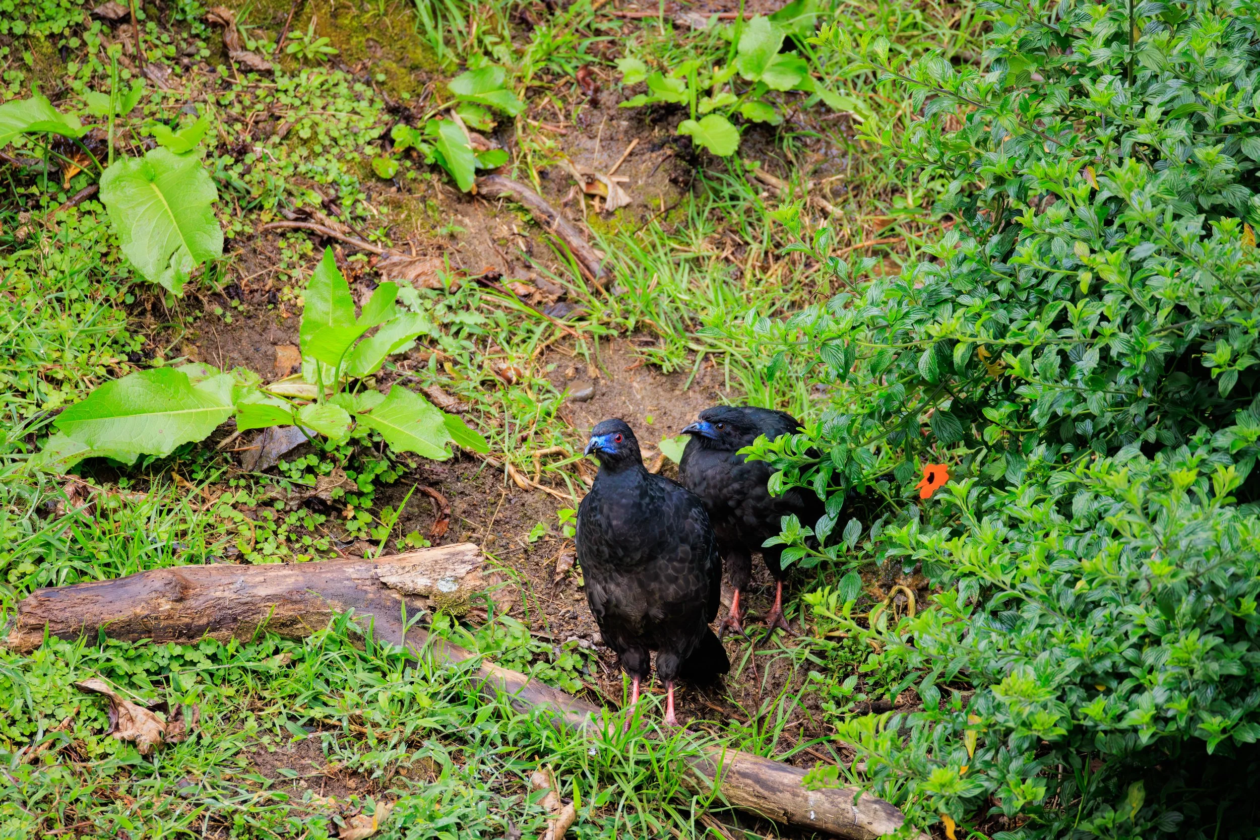 Black Guan.jpg