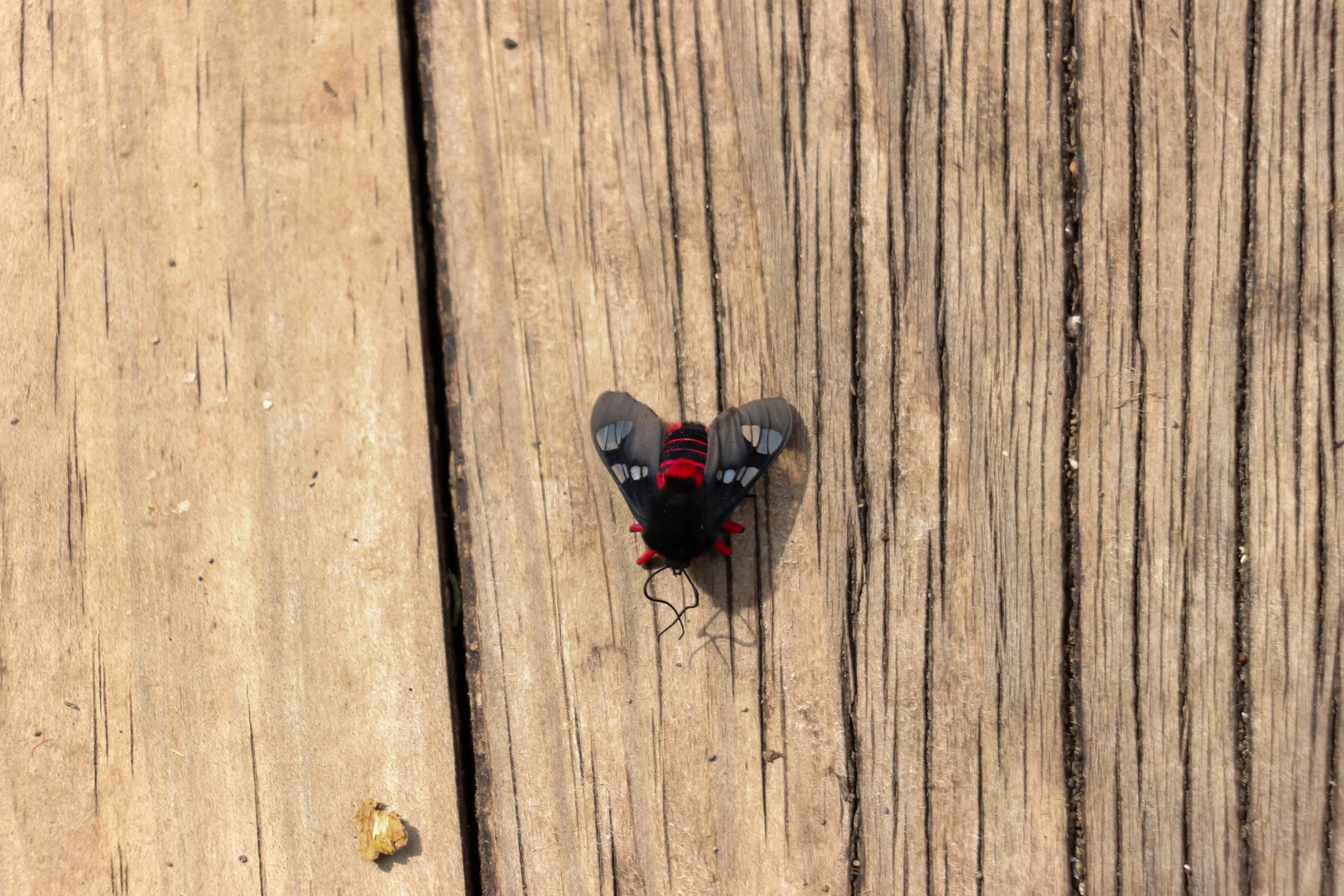 Butterfly.jpg