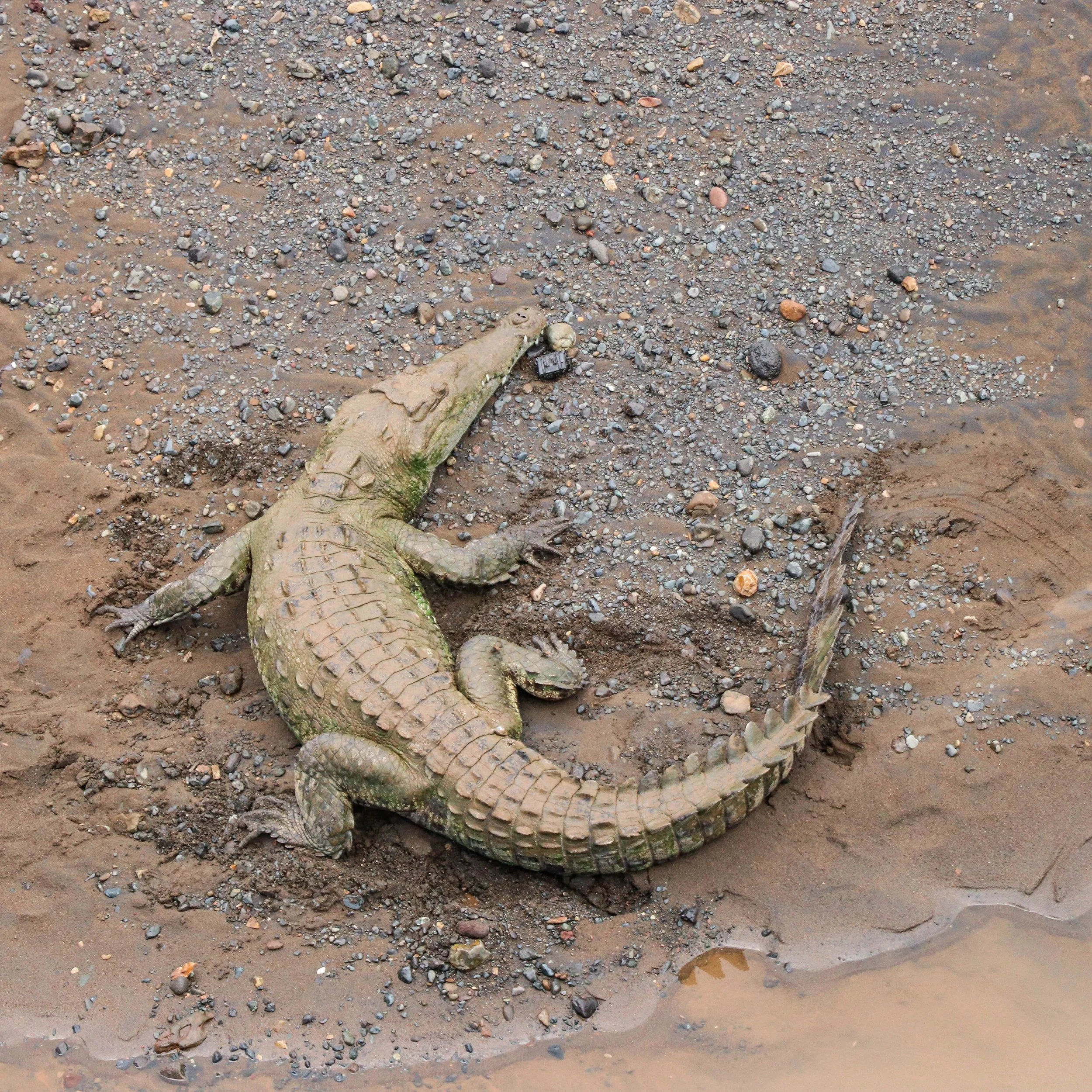 Croc 1.jpg