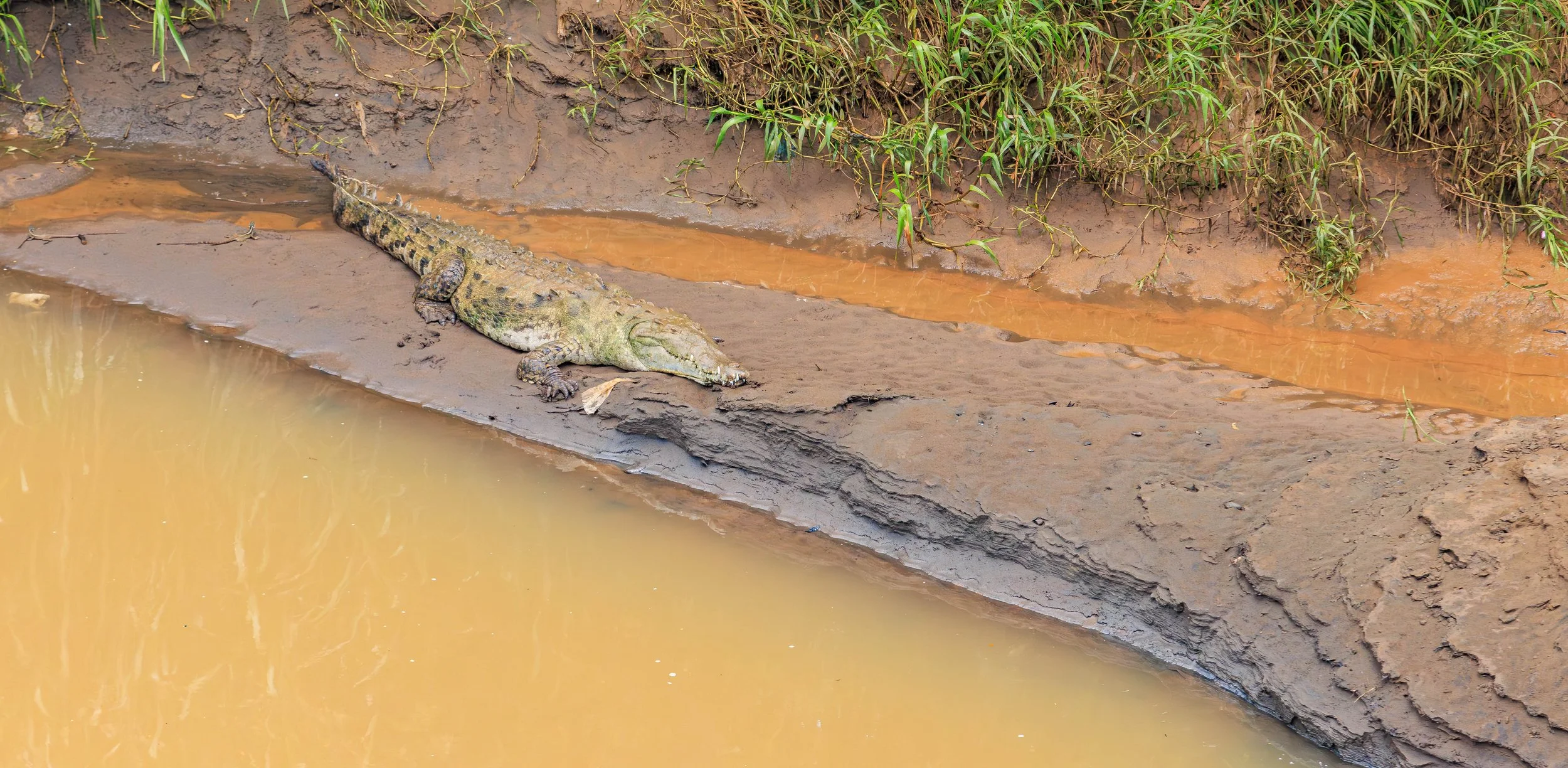 Croc 2.jpg