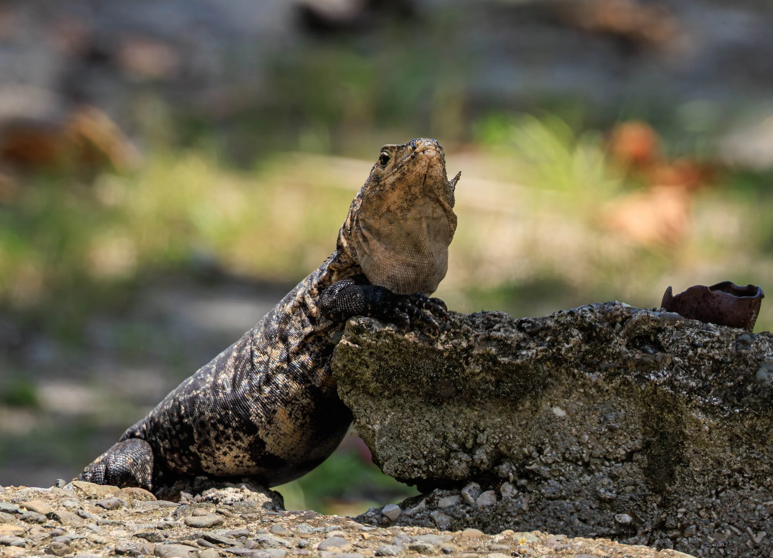 Iguana 1.jpg
