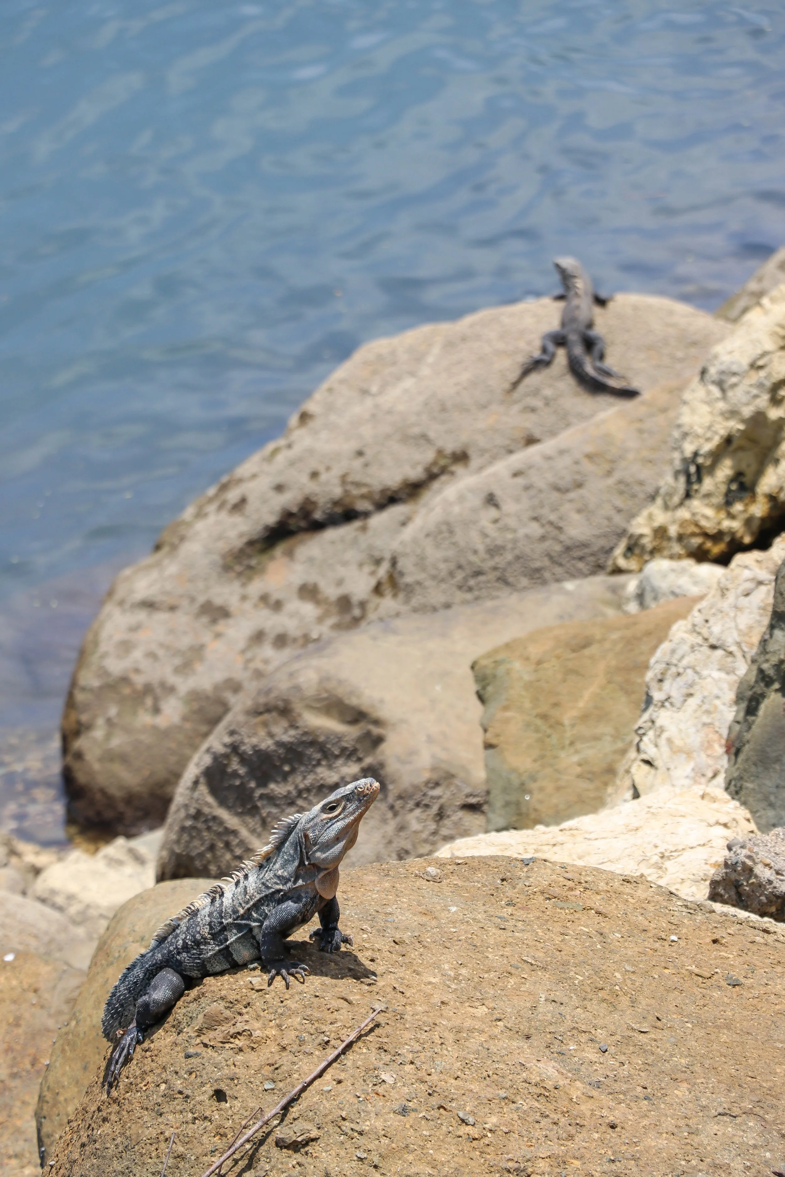 Iguana 3.jpg