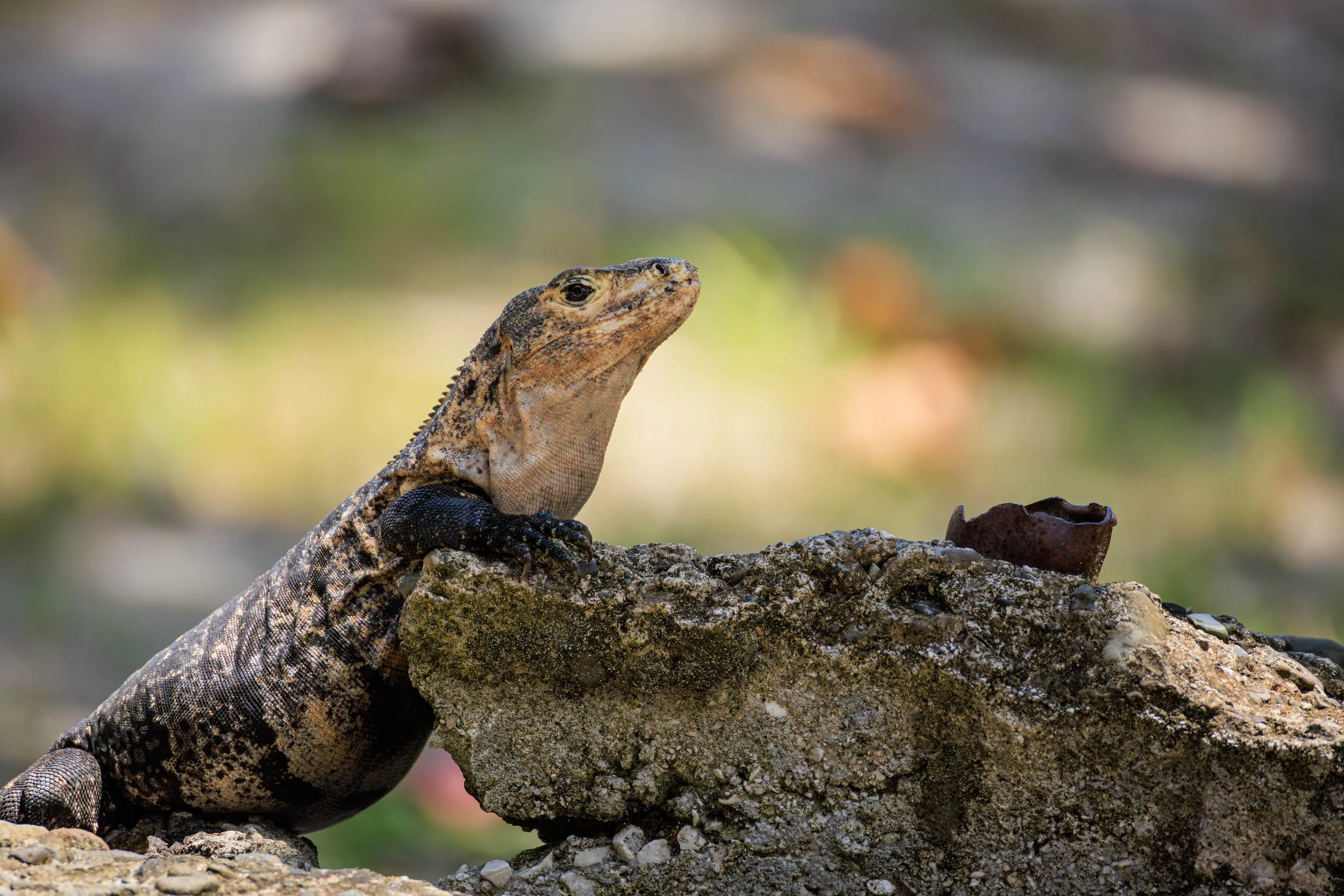Iguana 2.jpg