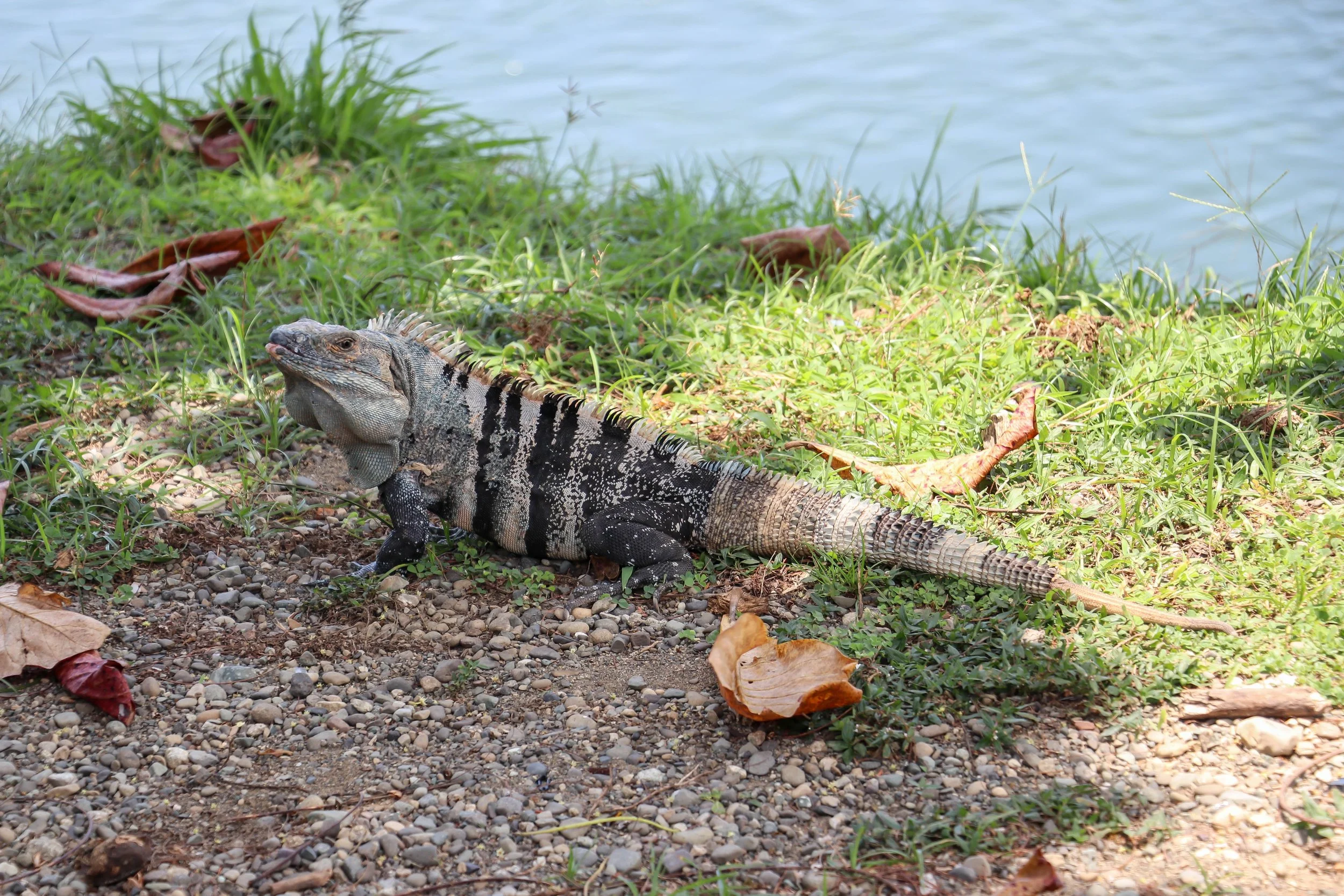 Iguana 4.jpg