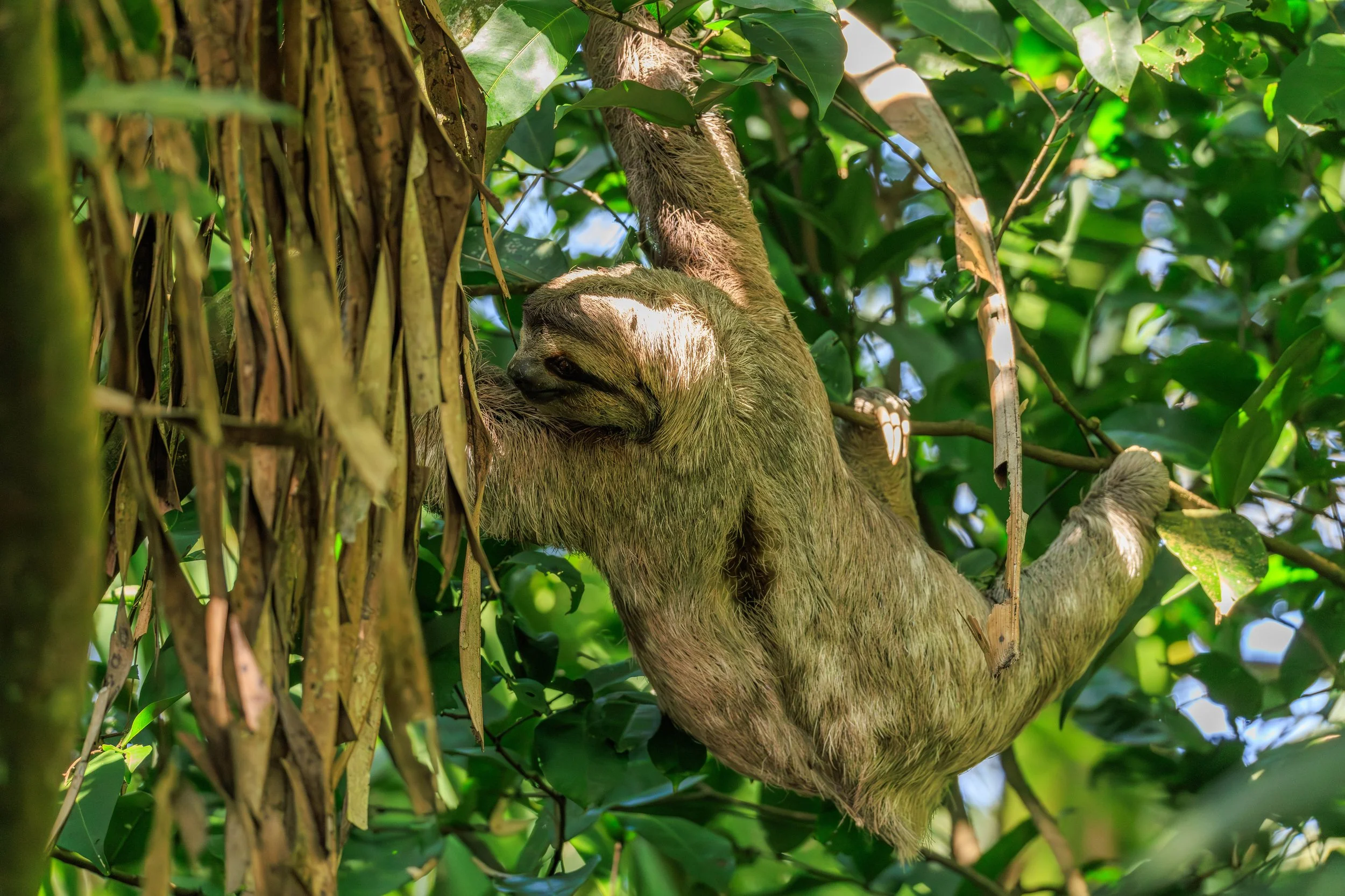 Sloth 1.jpg