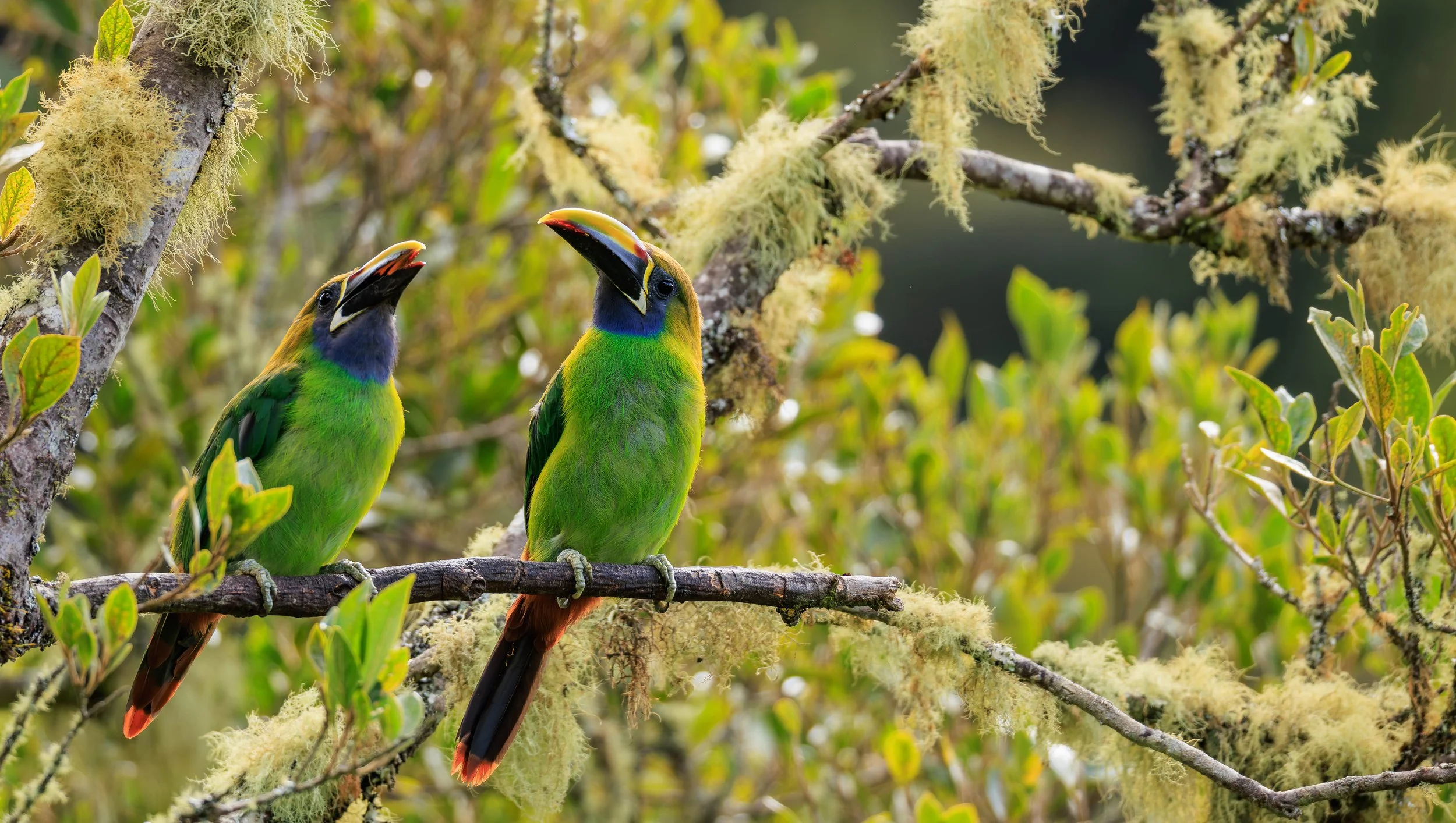 Toucan PAIR 1.jpg
