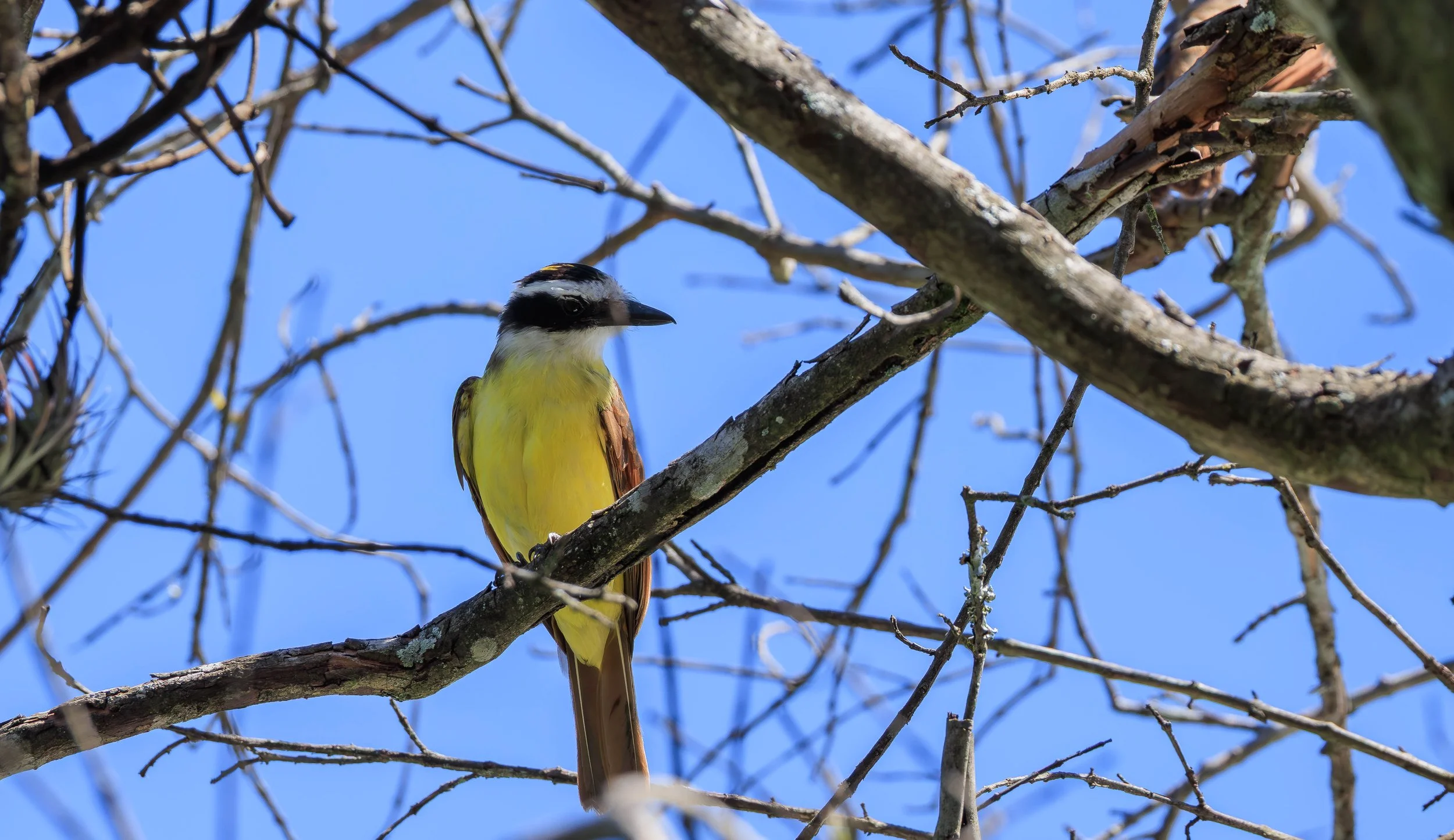 UNK Bird.jpg