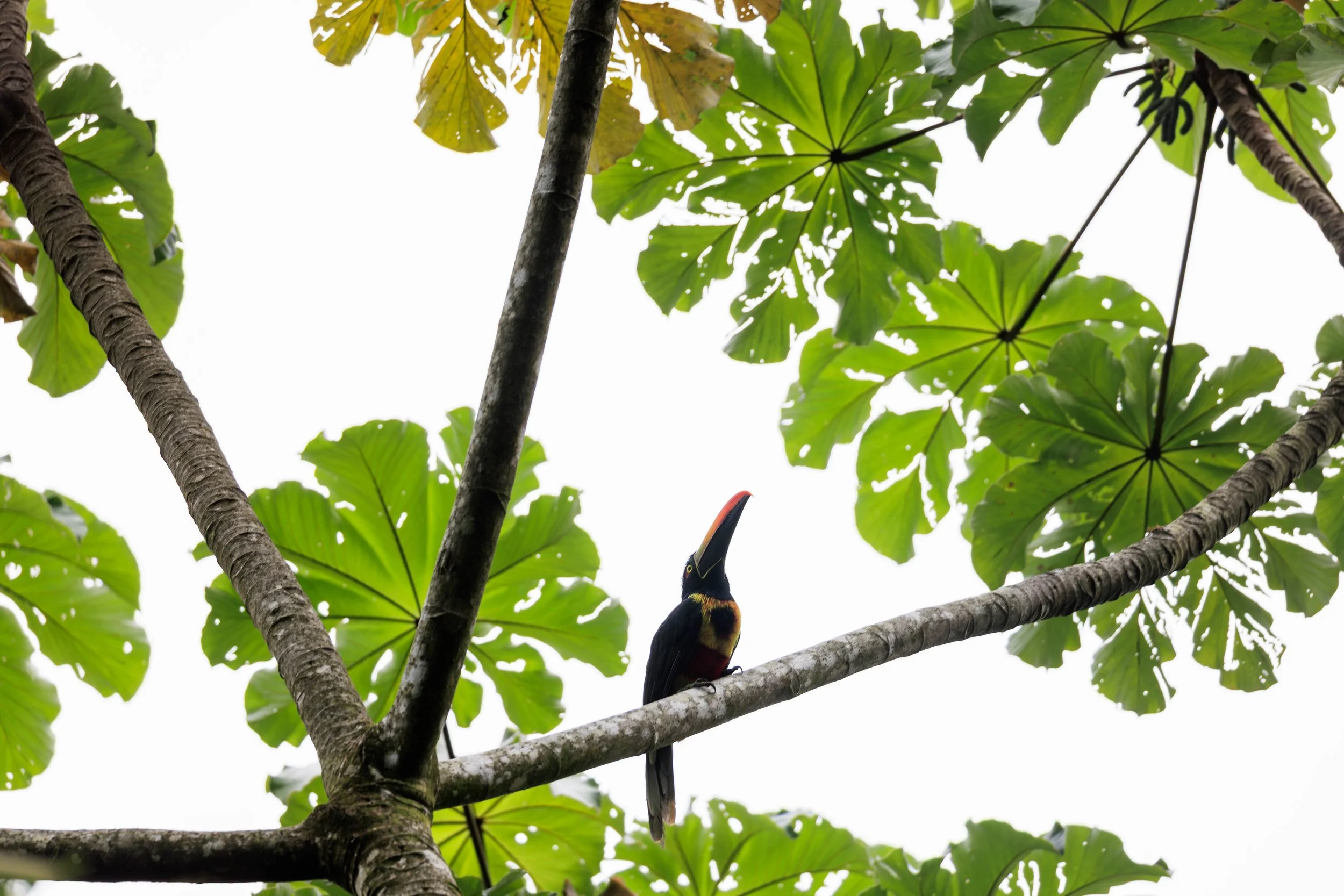 TouCan_.jpg