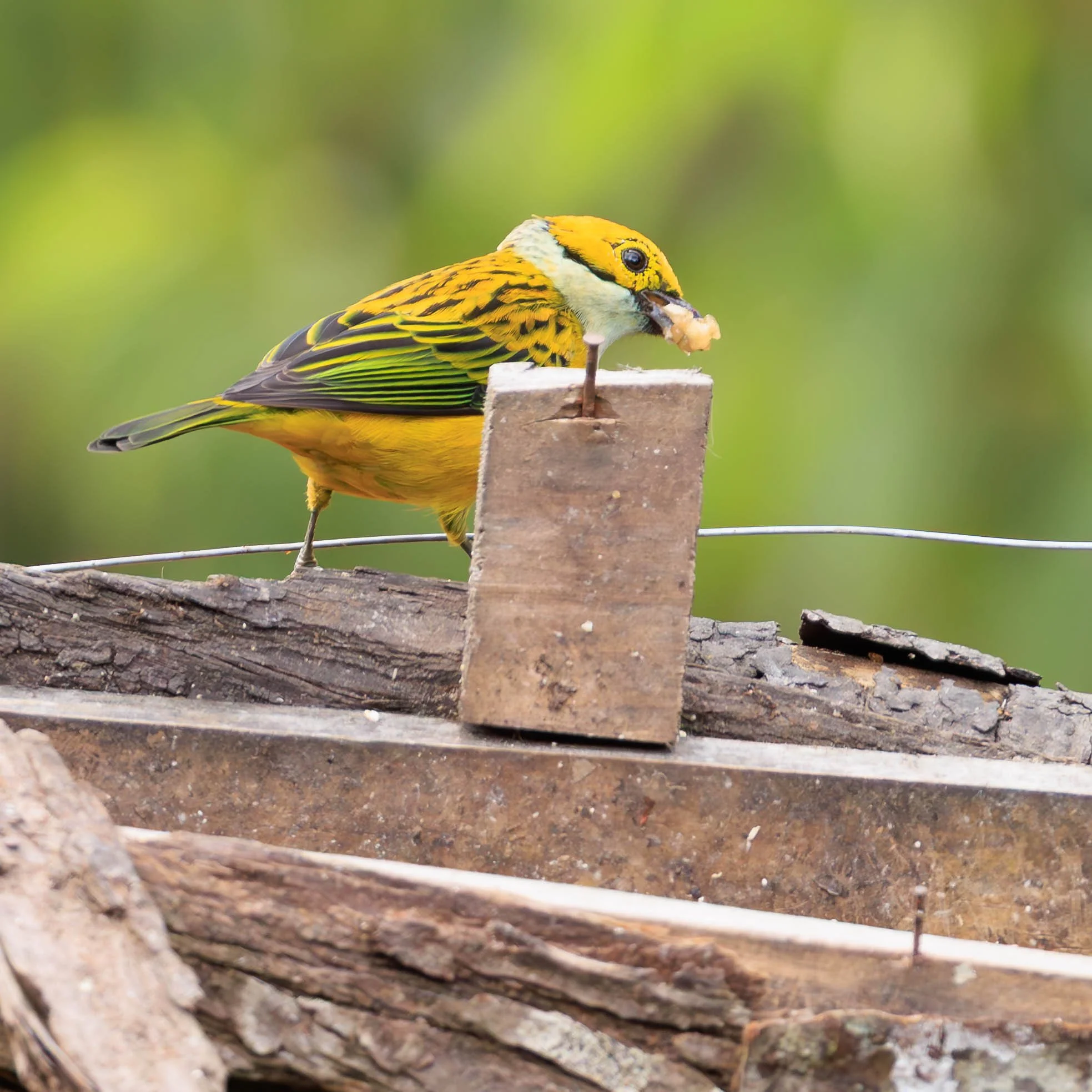 Yellow Sparrow.jpg