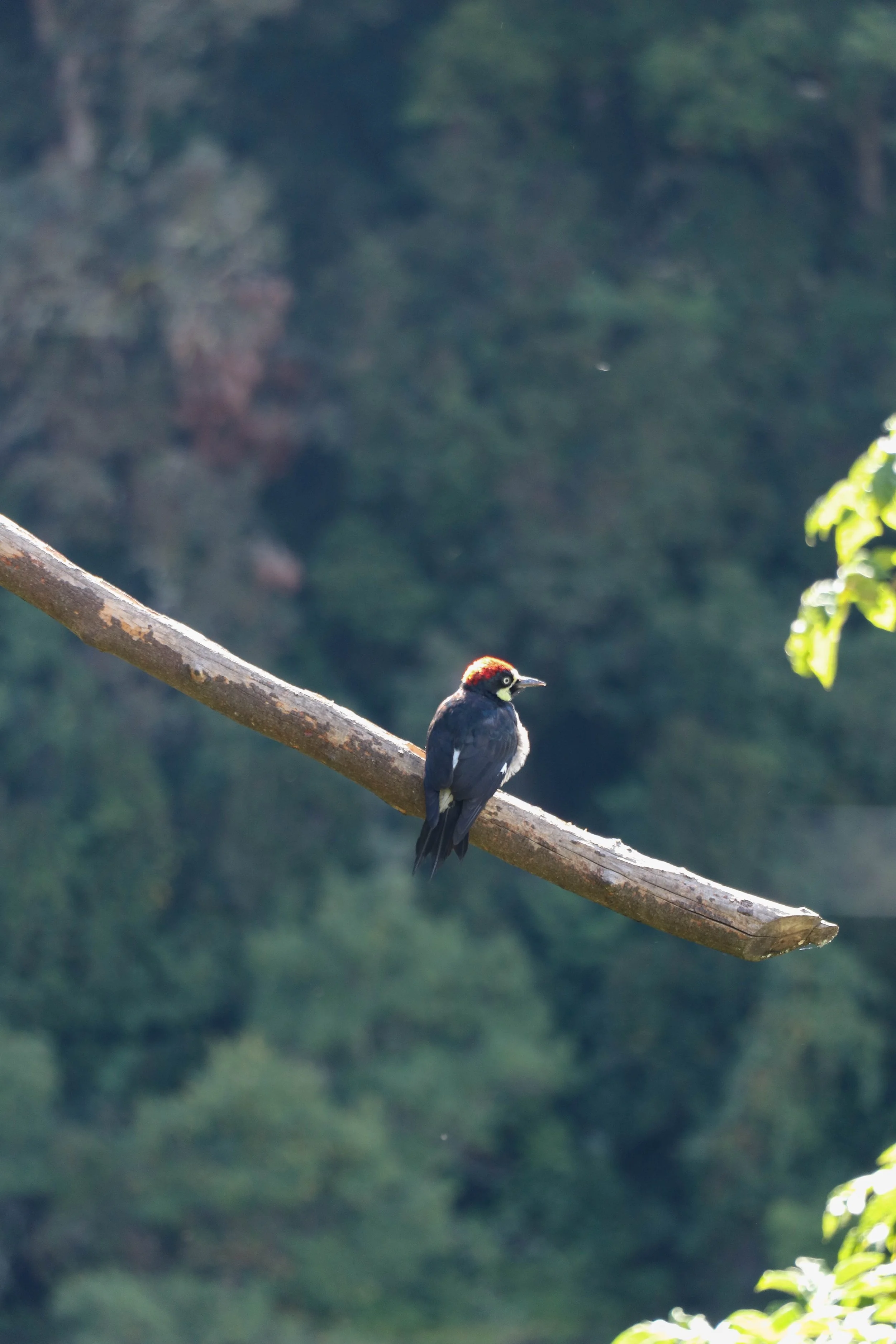 Woodpecker 1.jpg