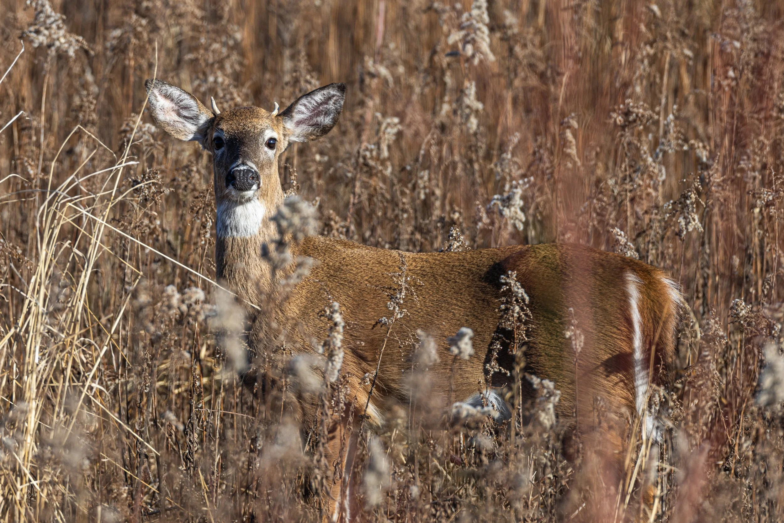 ARNWR Deer2-1.JPG