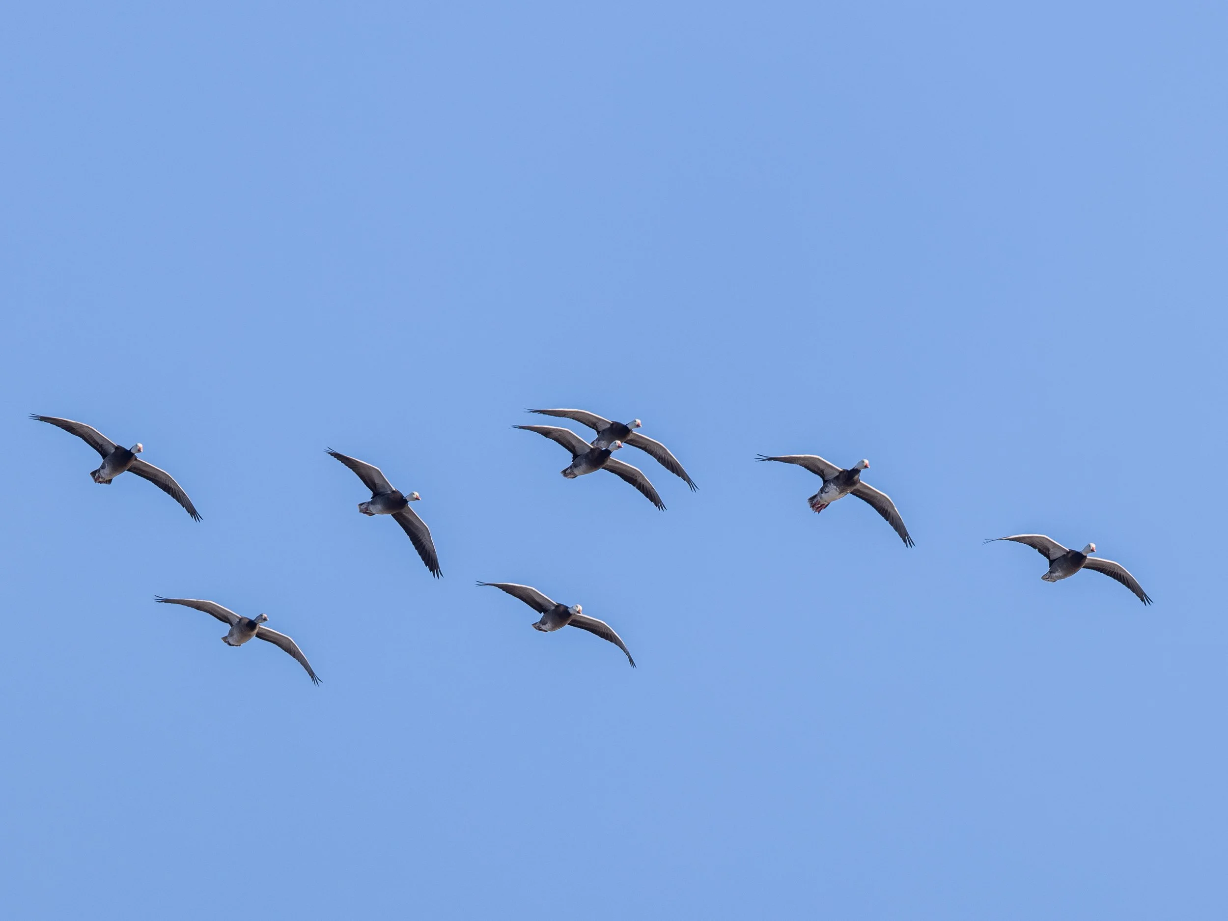 ARNWR Geese 4-1.JPG