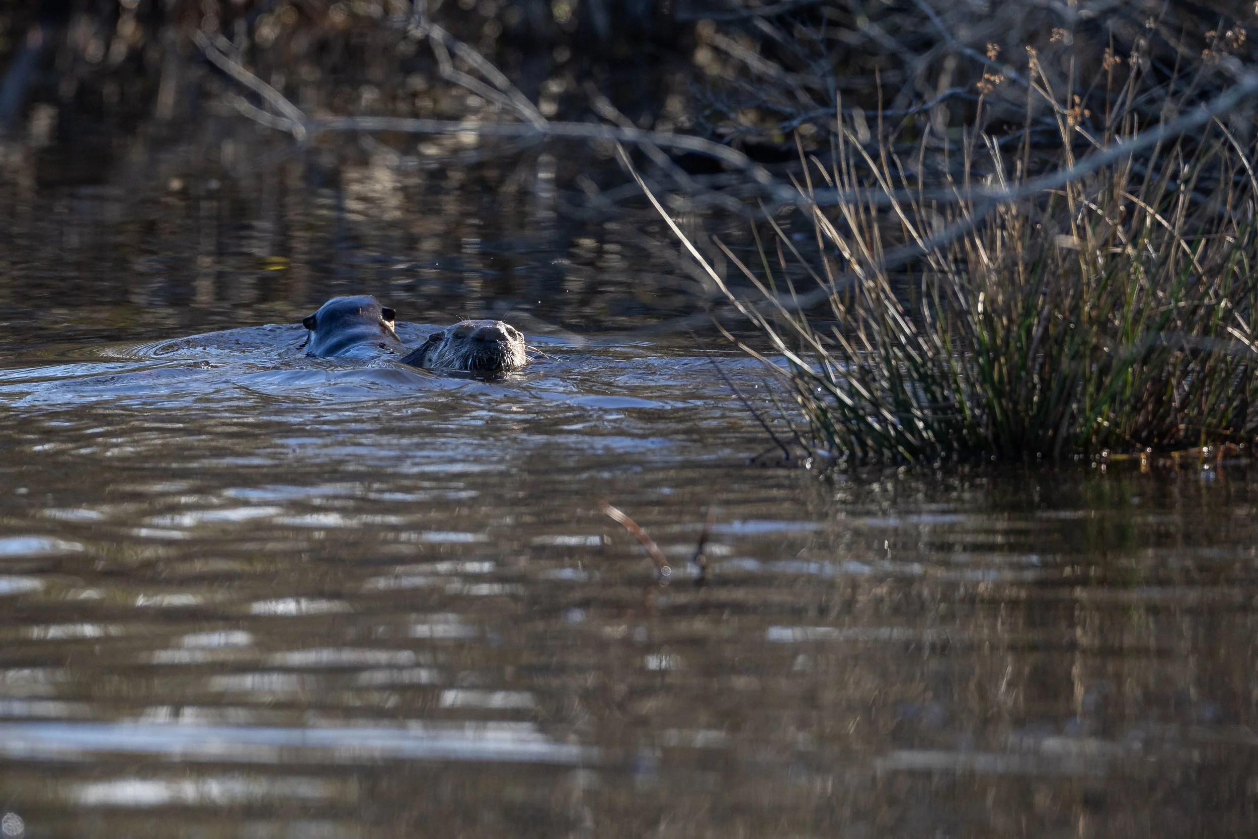 ARNWR otter 1-1.JPG