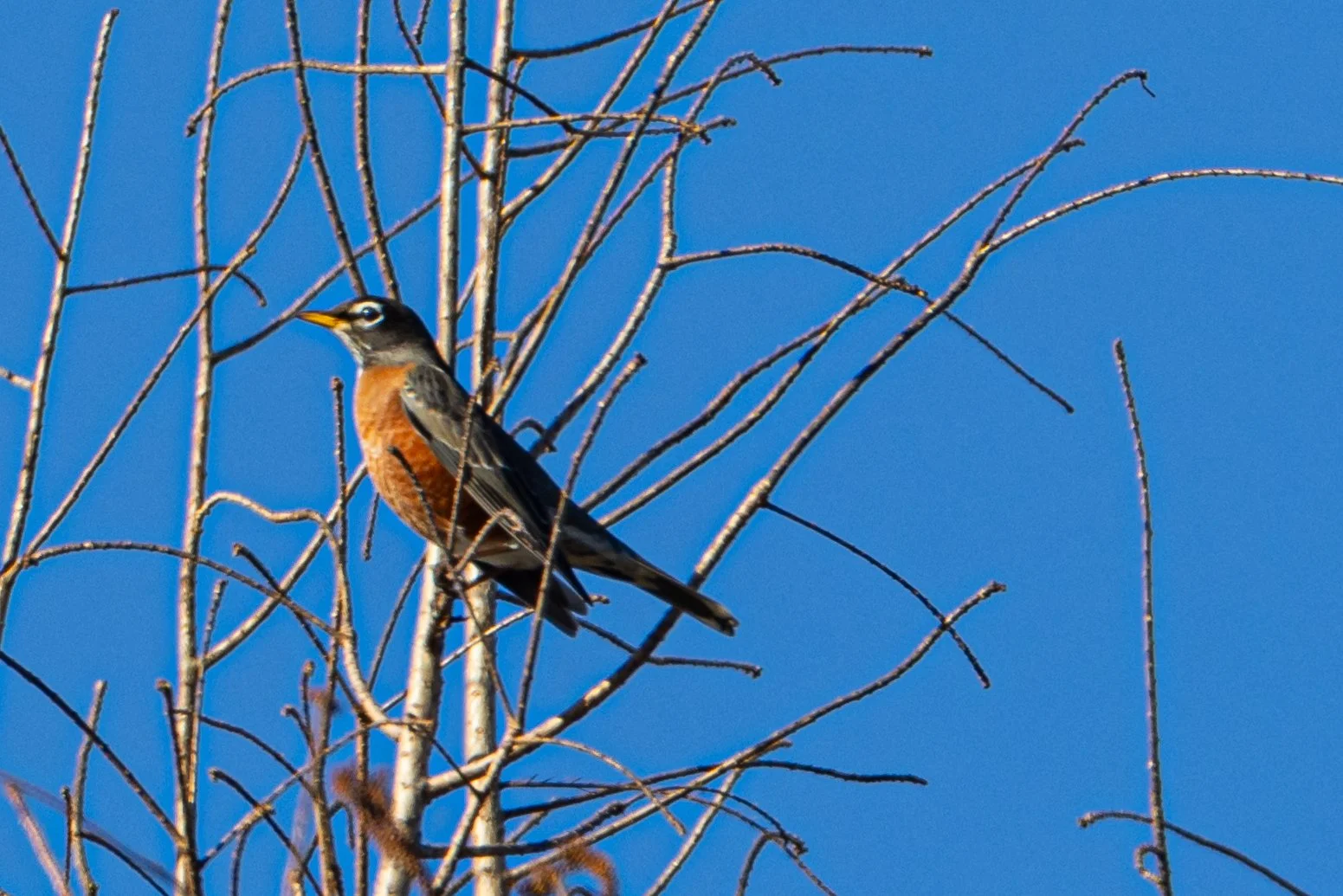 ARNWR SOng Bird-1.JPG