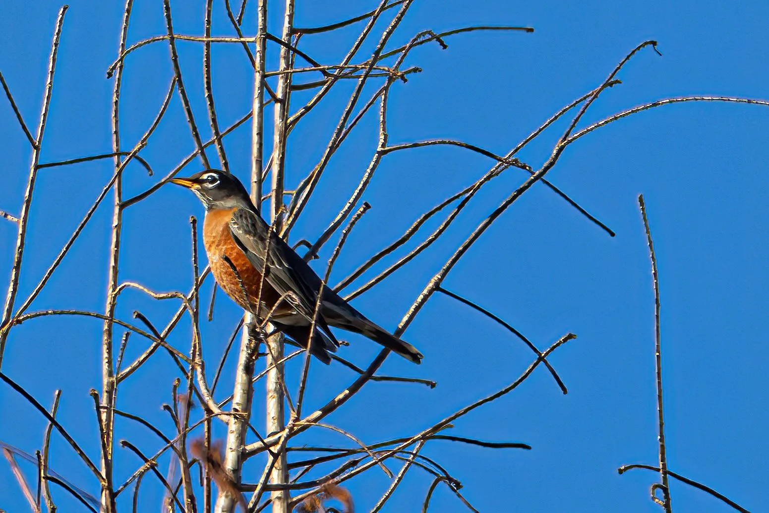 ARNWR SOng Bird-1-sharpen-focus.JPG
