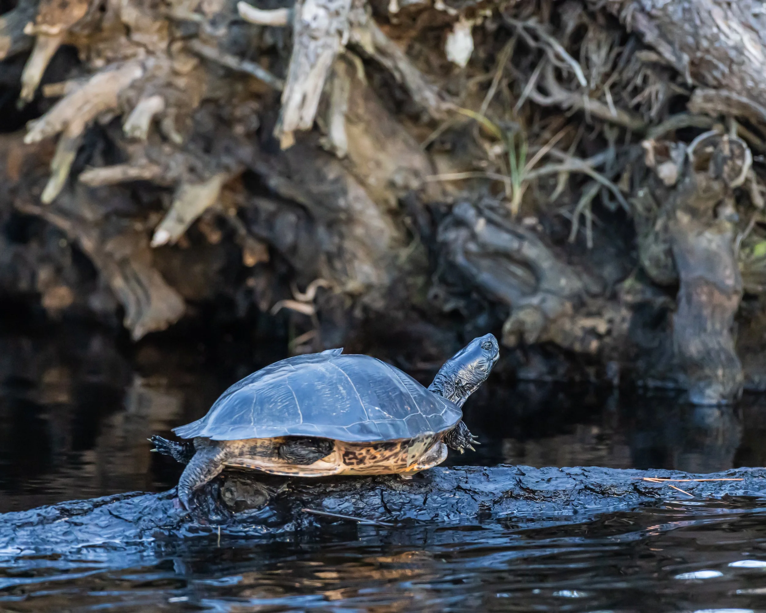 ARNWR Terrapane-1.JPG