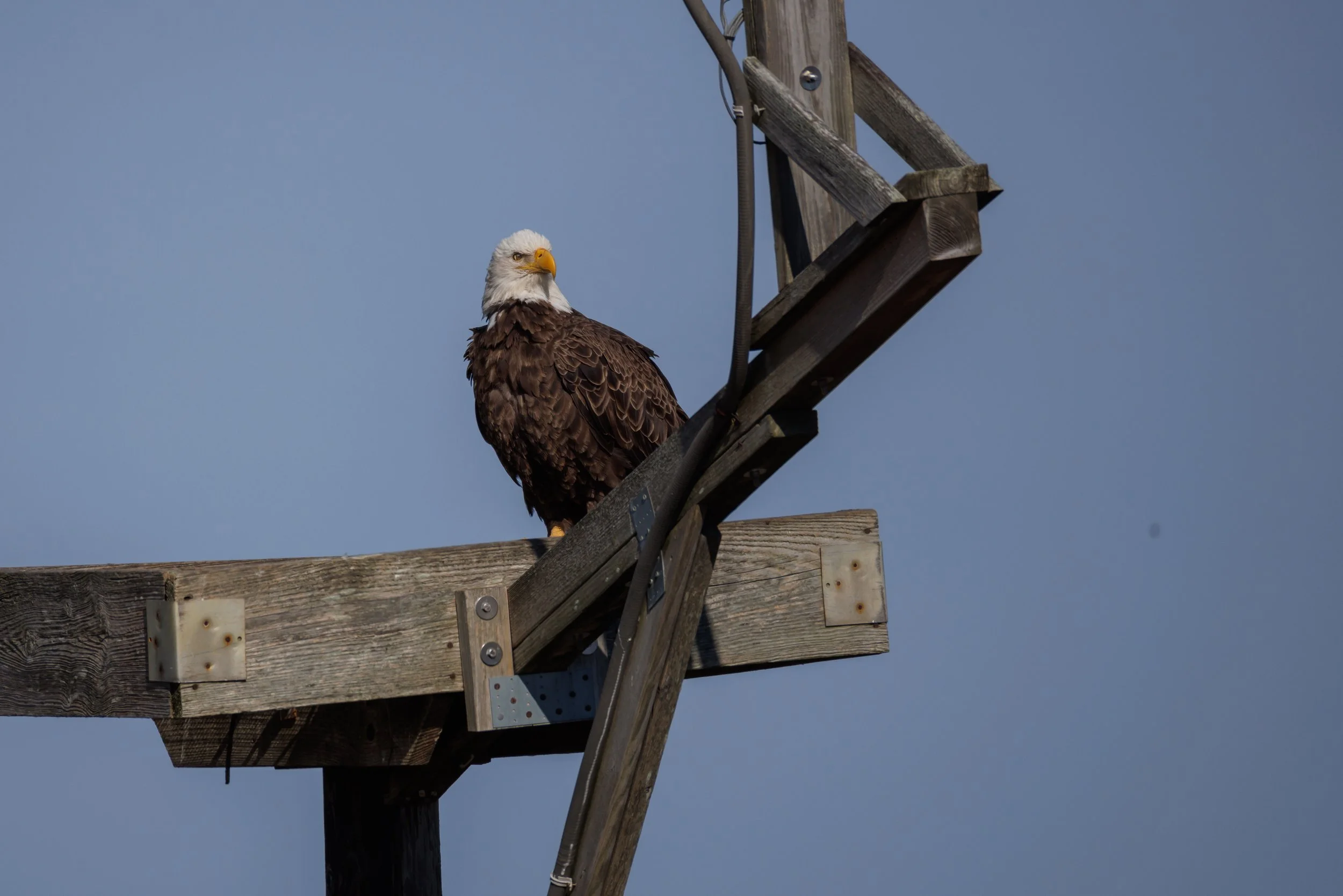 Bald Eagel BNWR-1.JPG