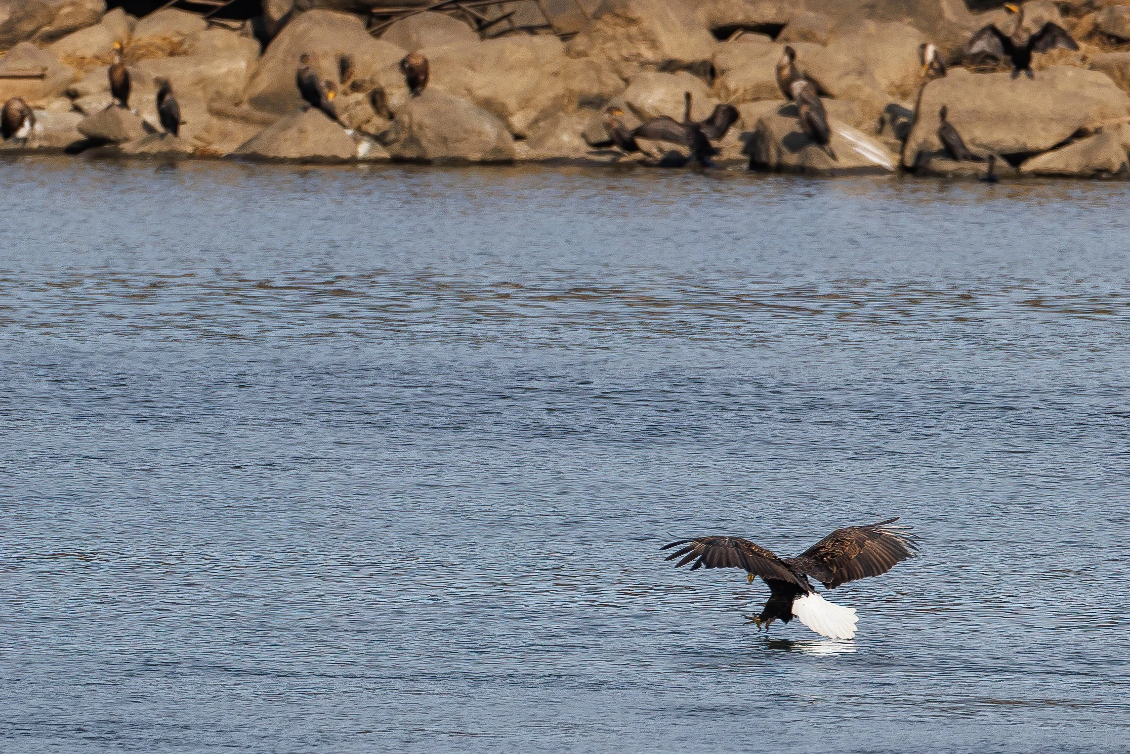 CW Eagle 3-1-sharpen-softness.JPG